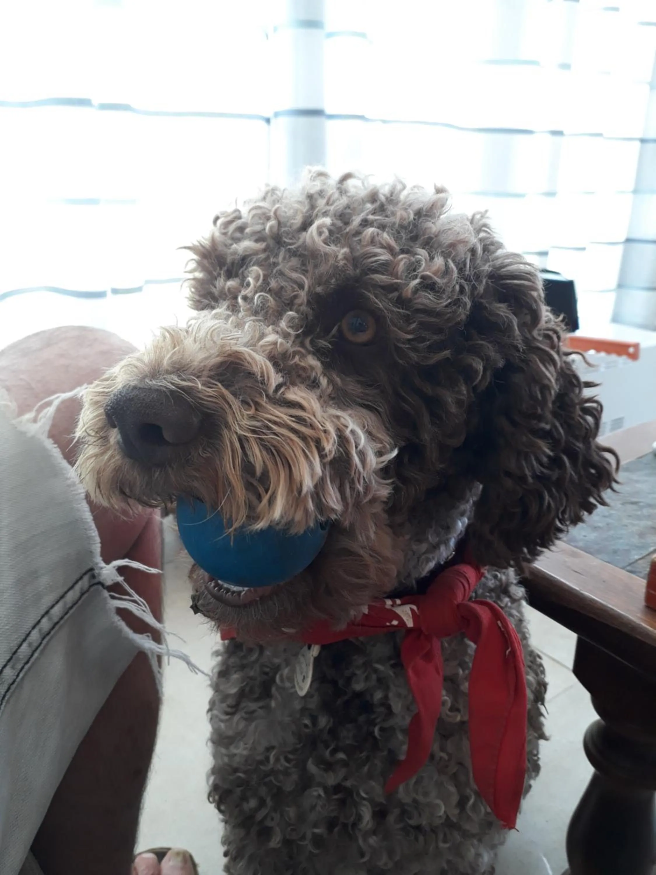 Pets in Les Chalets d'Argentouleau