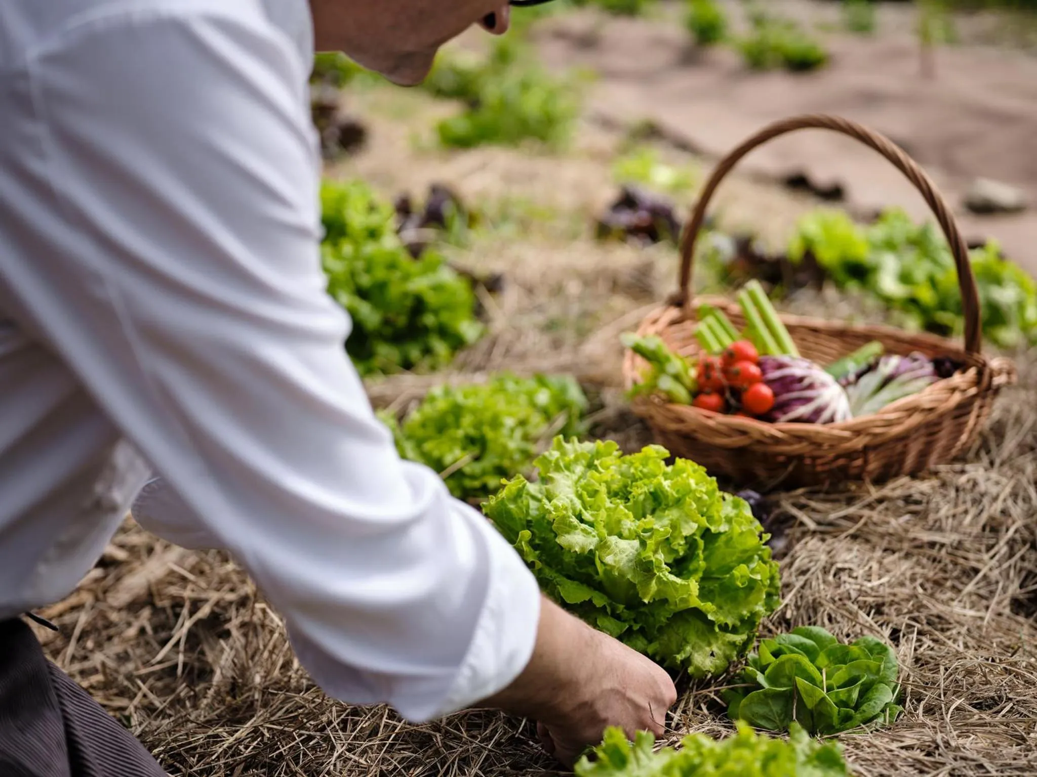 Garden in Hotel Grad Otočec - Relais Chateaux
