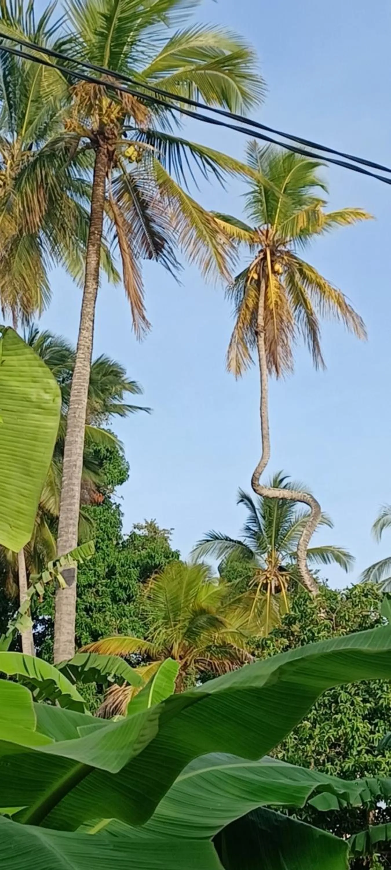 Juani beach bungalows