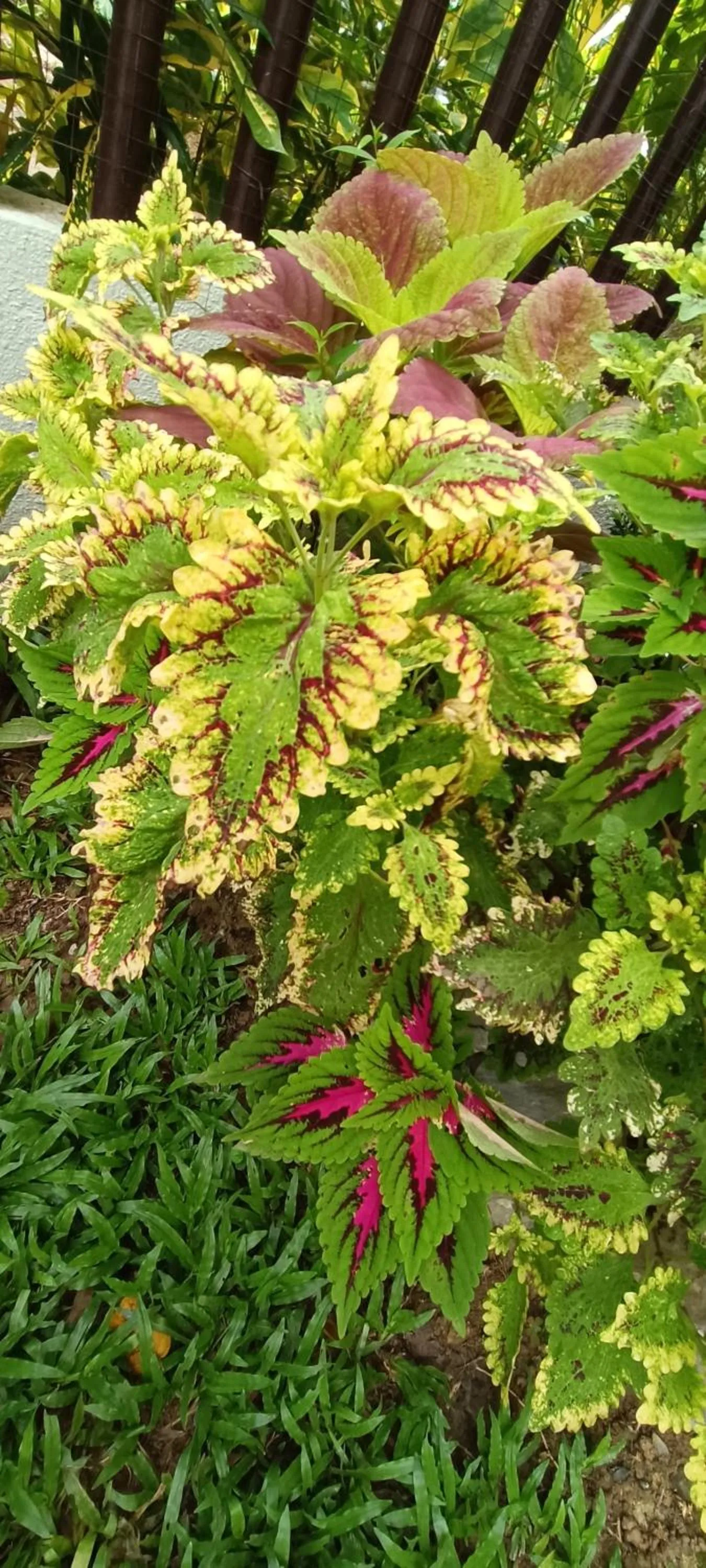 Garden view in Layang Layang Home