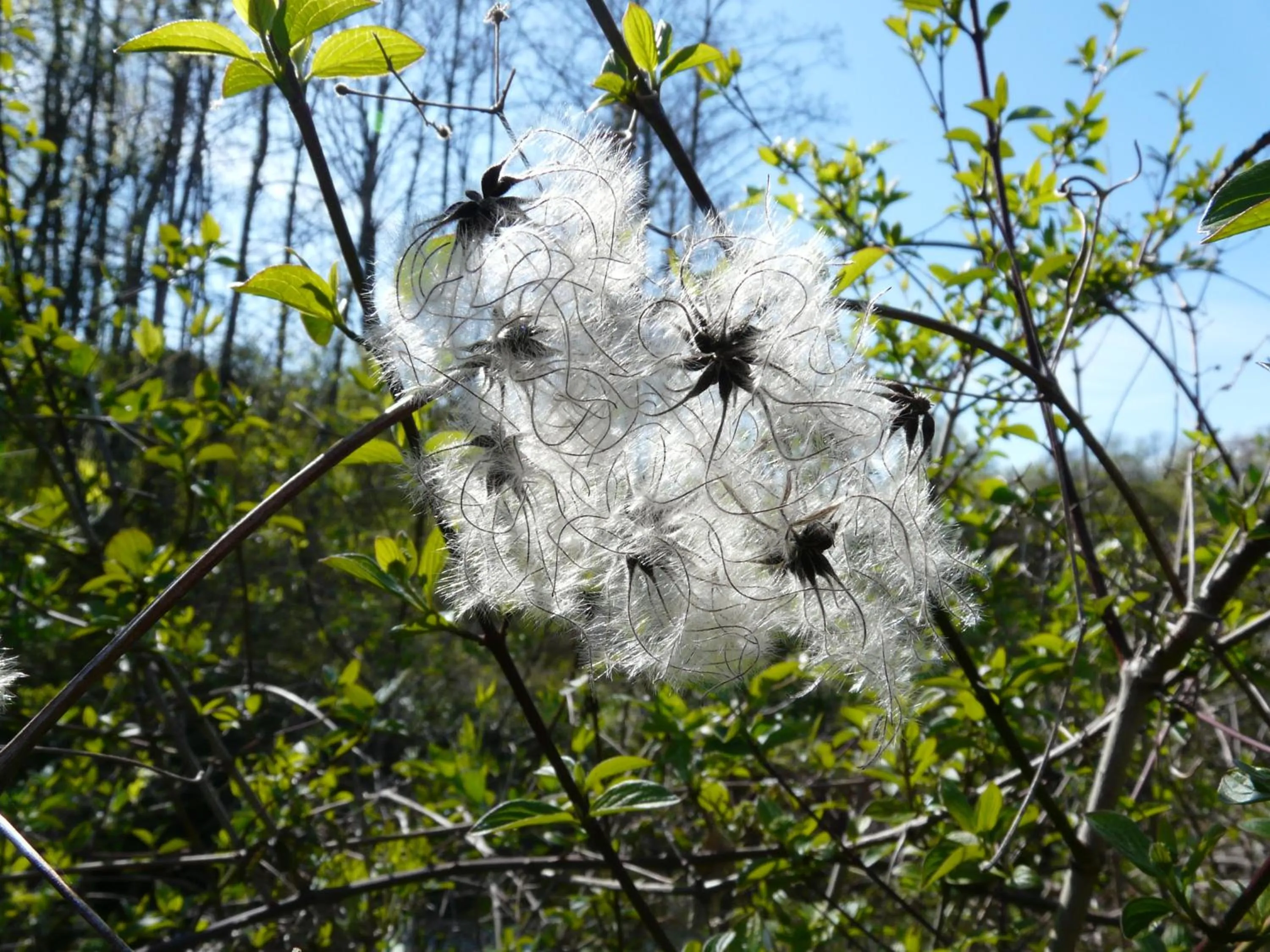 Natural landscape in Le Parc des Aubiers