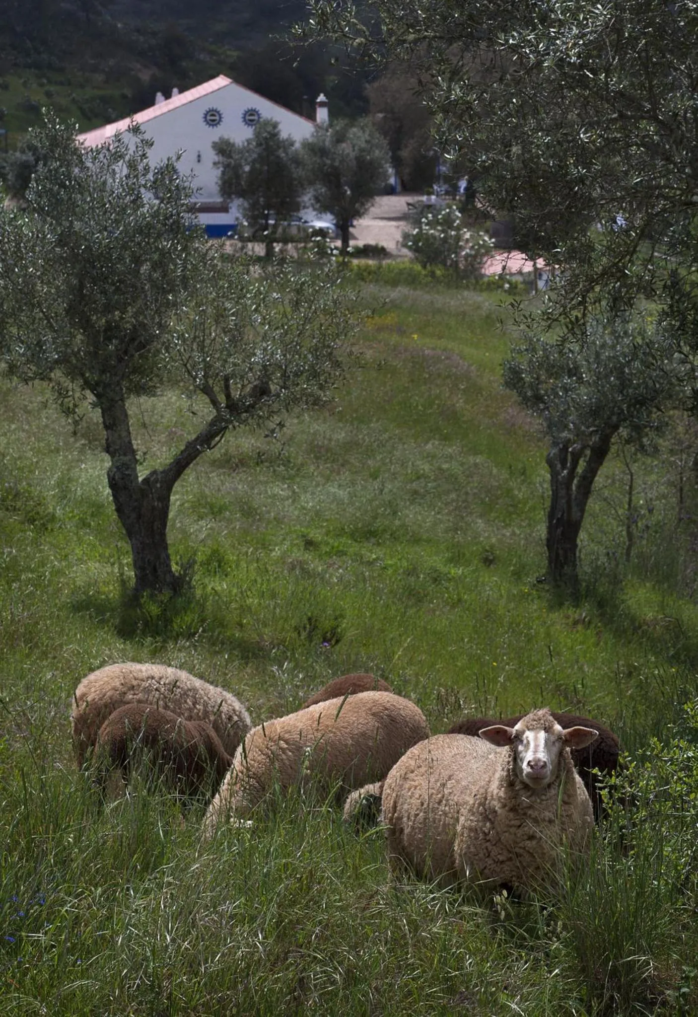Animals in Quinta do Chocalhinho Agroturismo & SPA