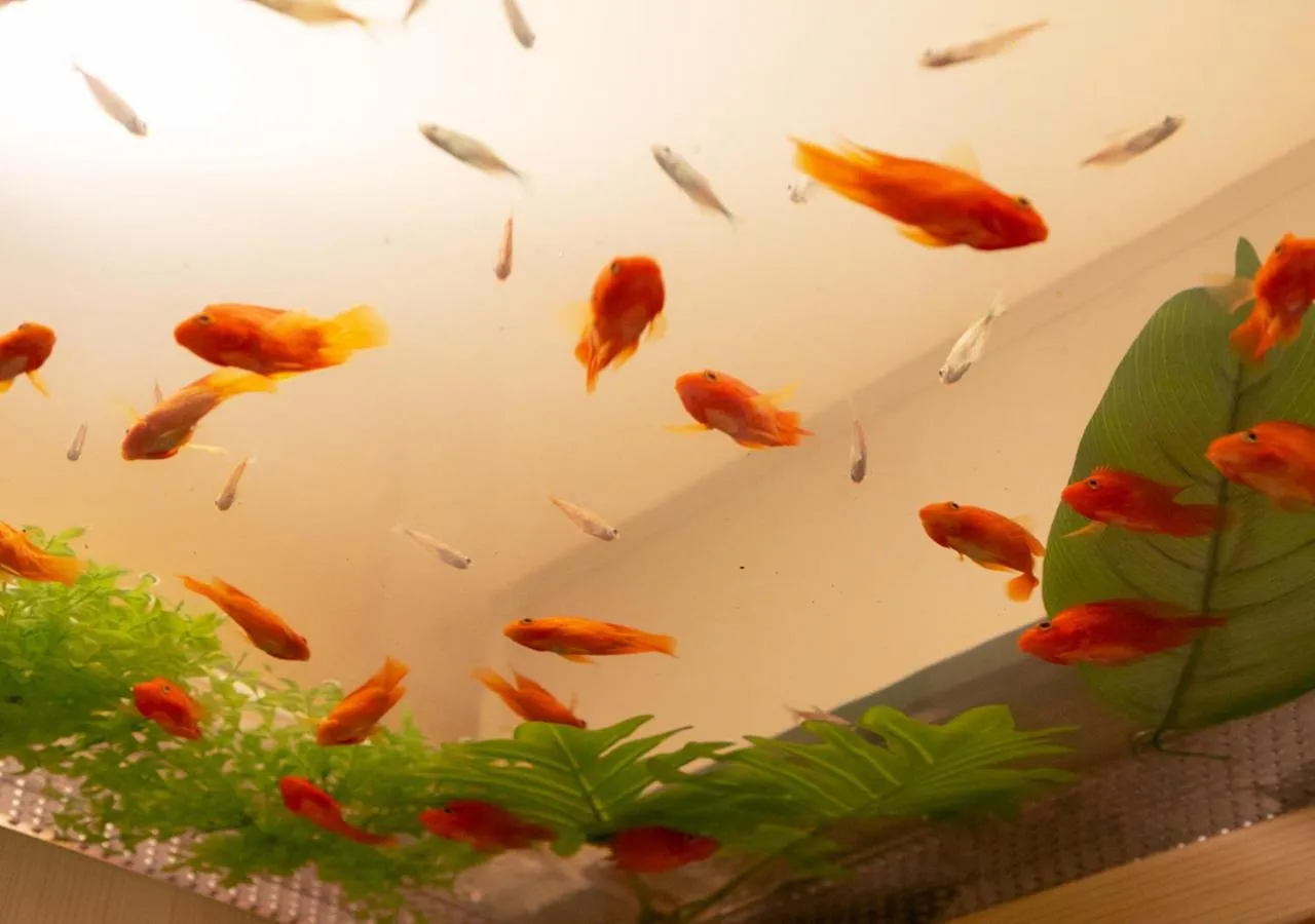 HOTEL Eldia Japanese Modern (Adult Only)