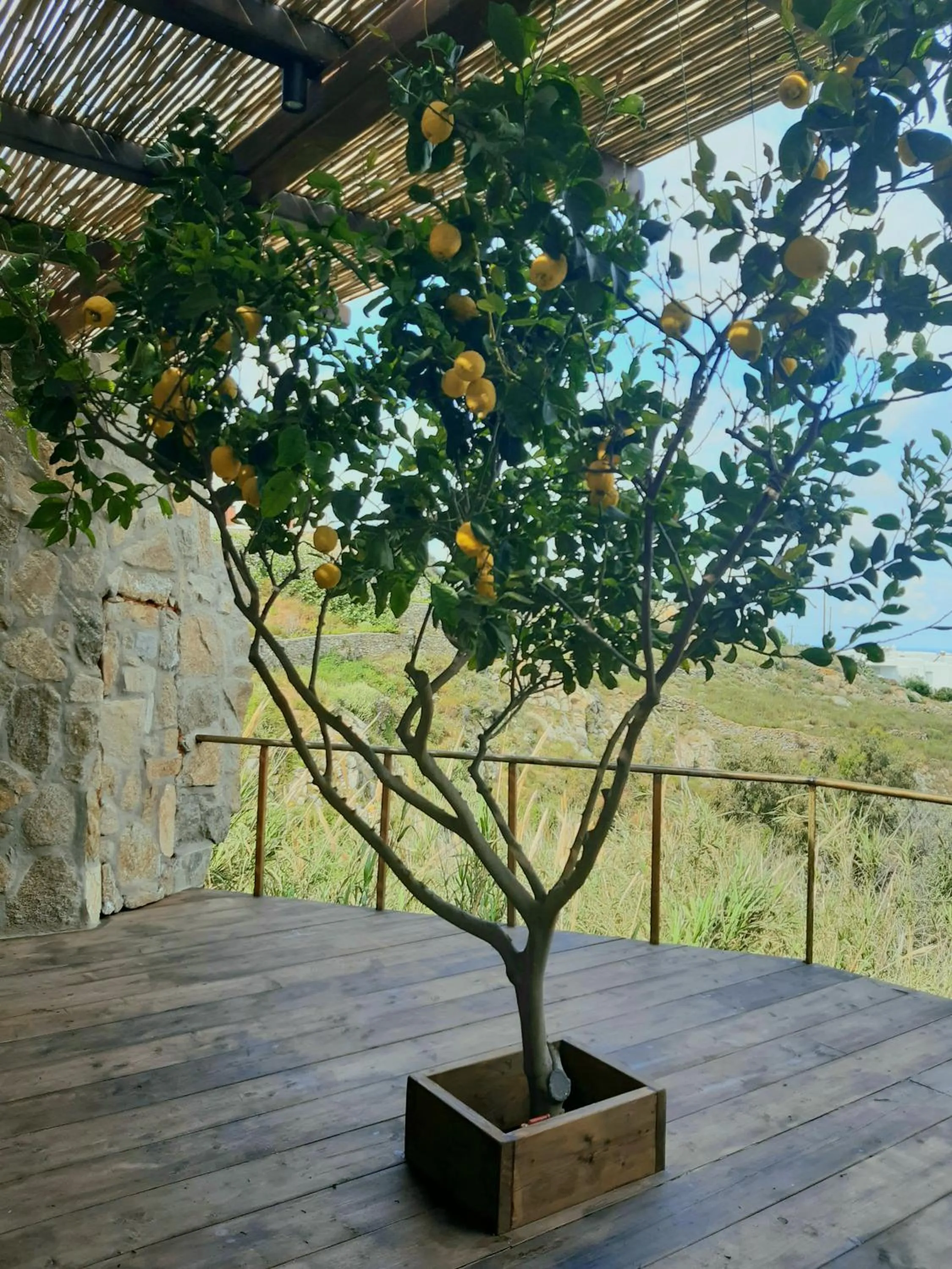 Garden in KLIDON Dreamy Living Suites