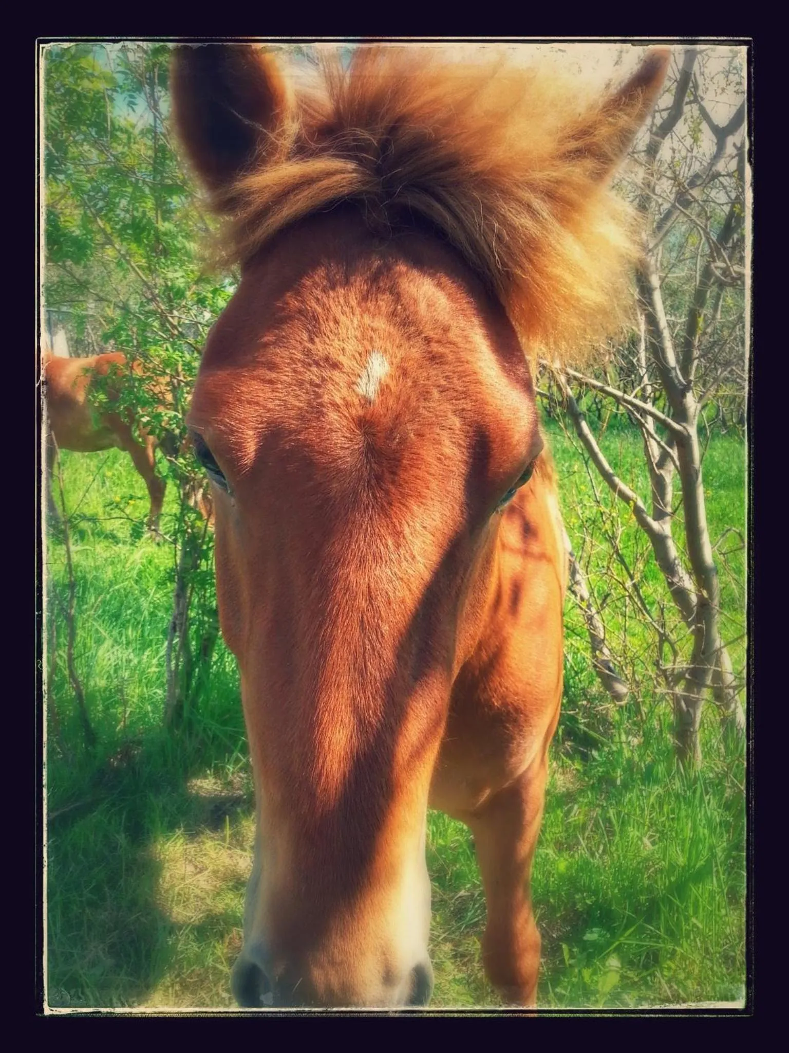 Pets in Guesthouse Dalbaer