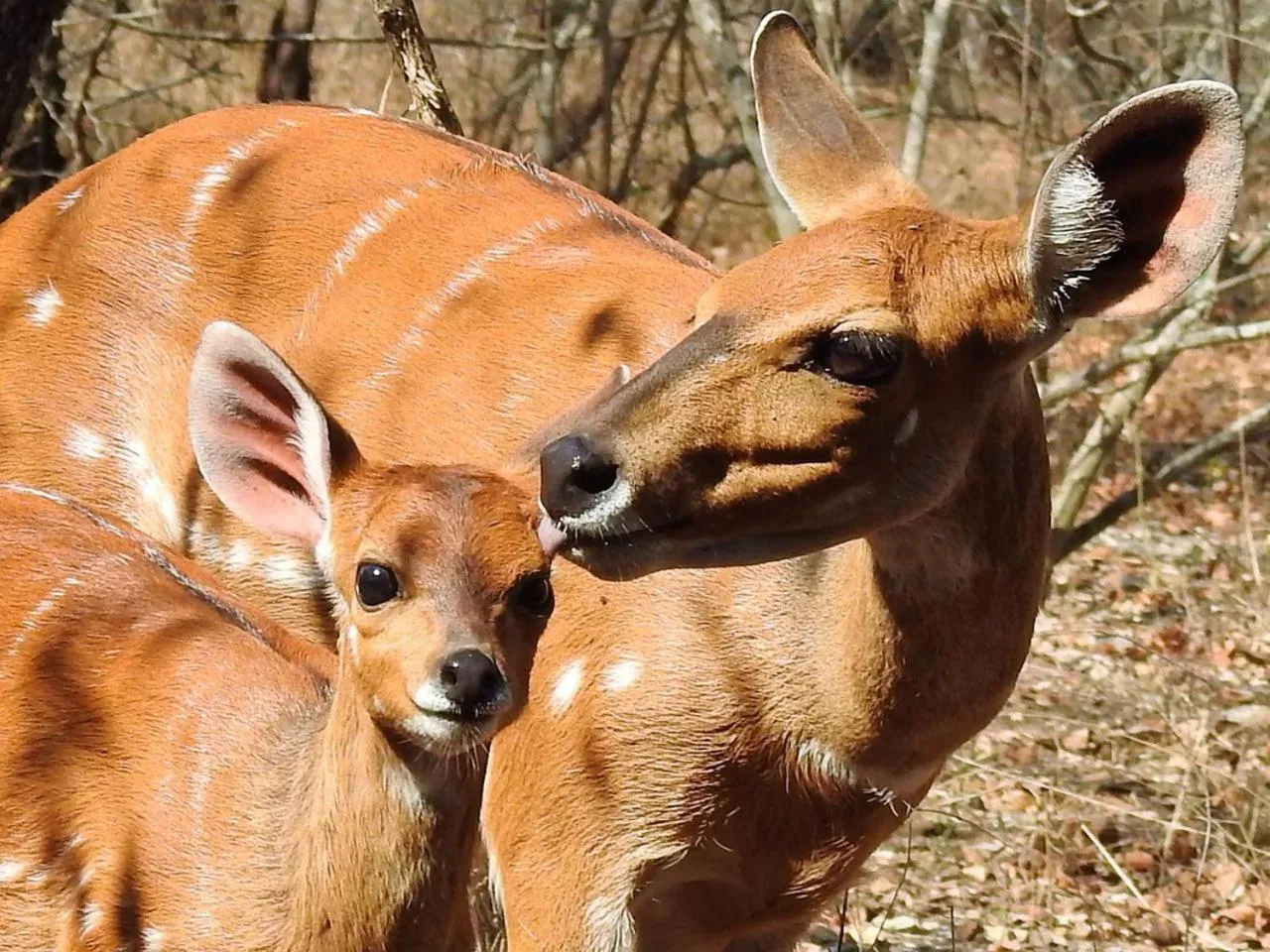 Animals in Ubuntu Bed and Breakfast