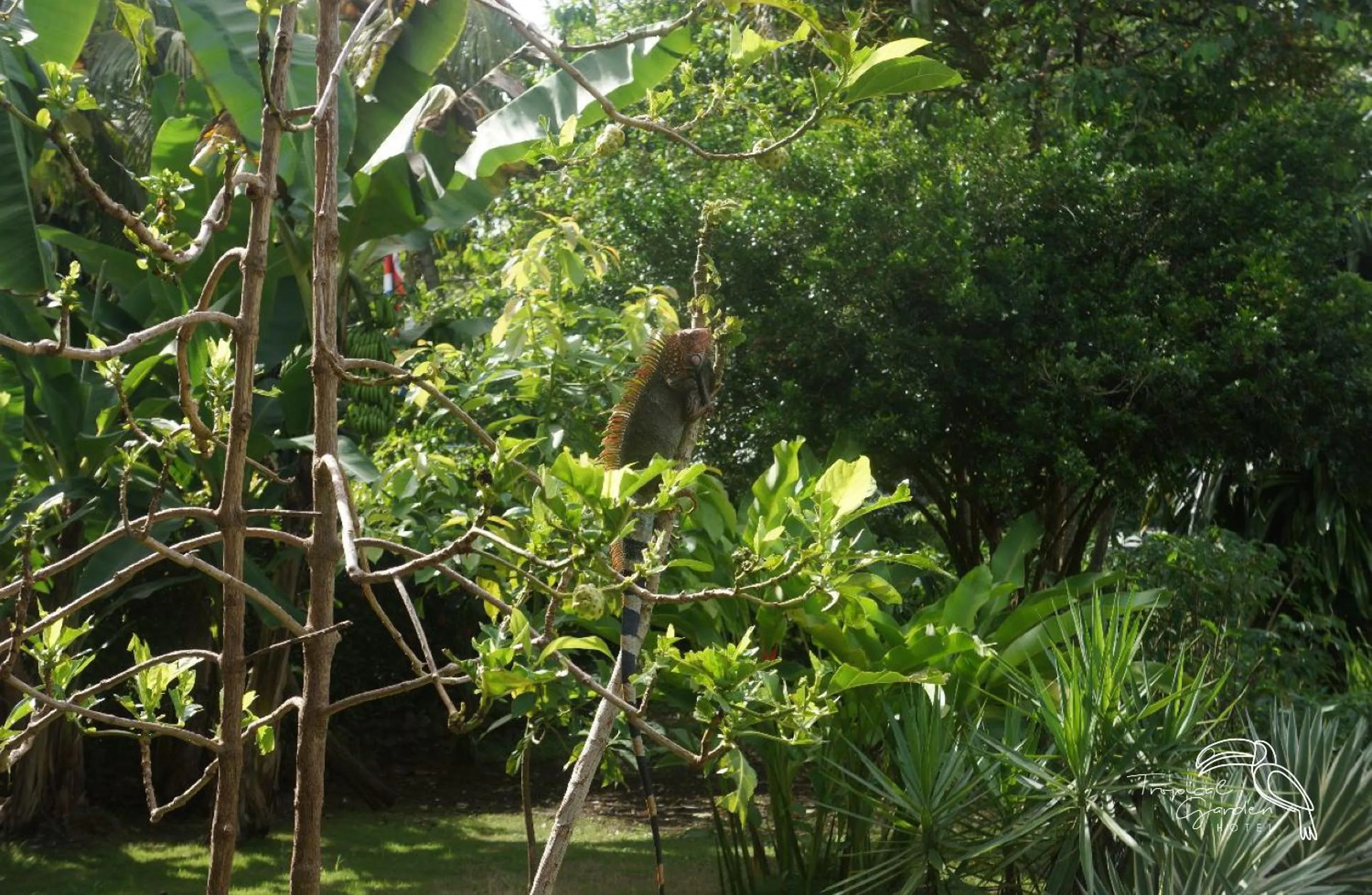 Garden in Tropical Garden Hotel