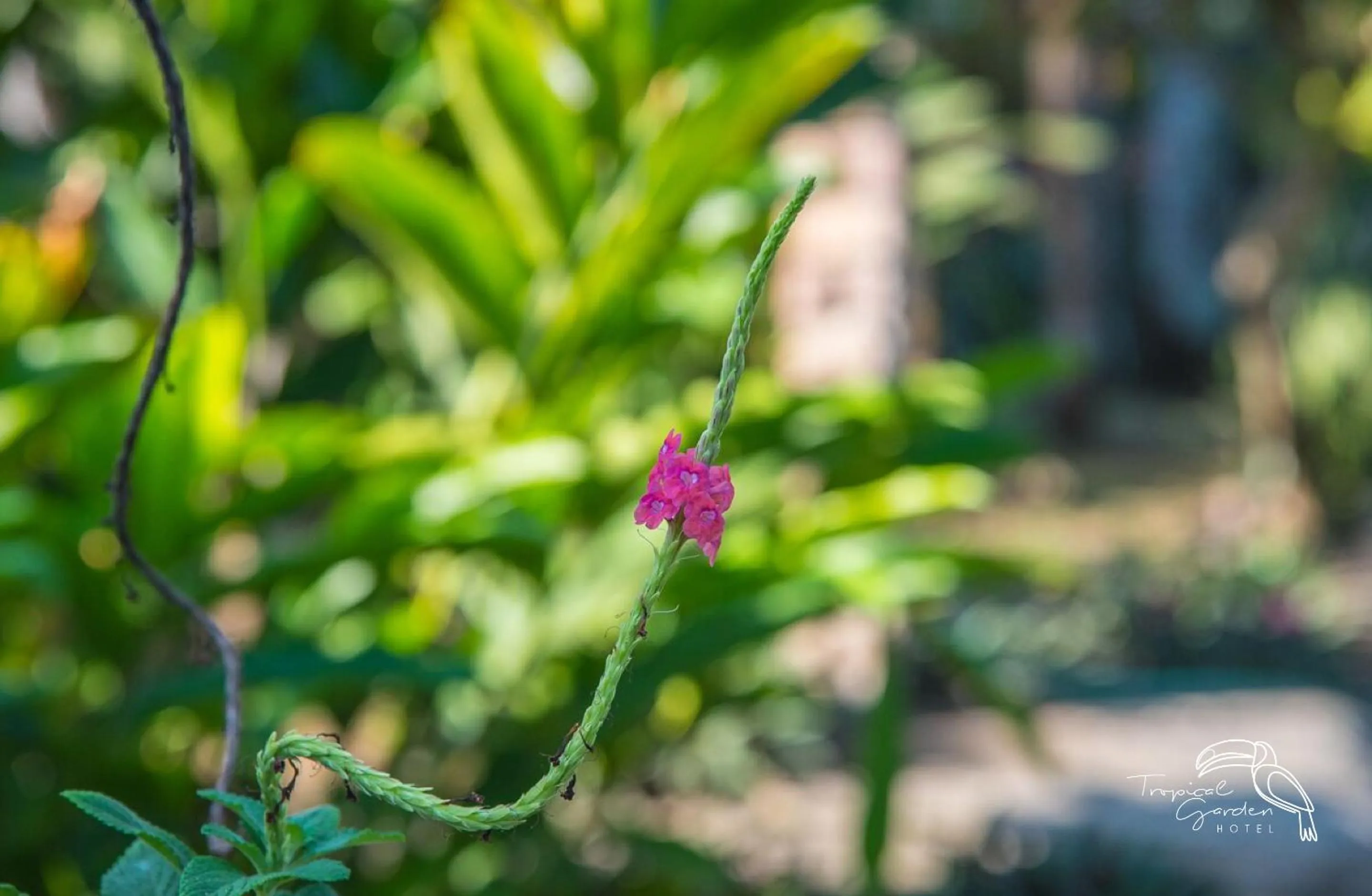 Garden in Tropical Garden Hotel