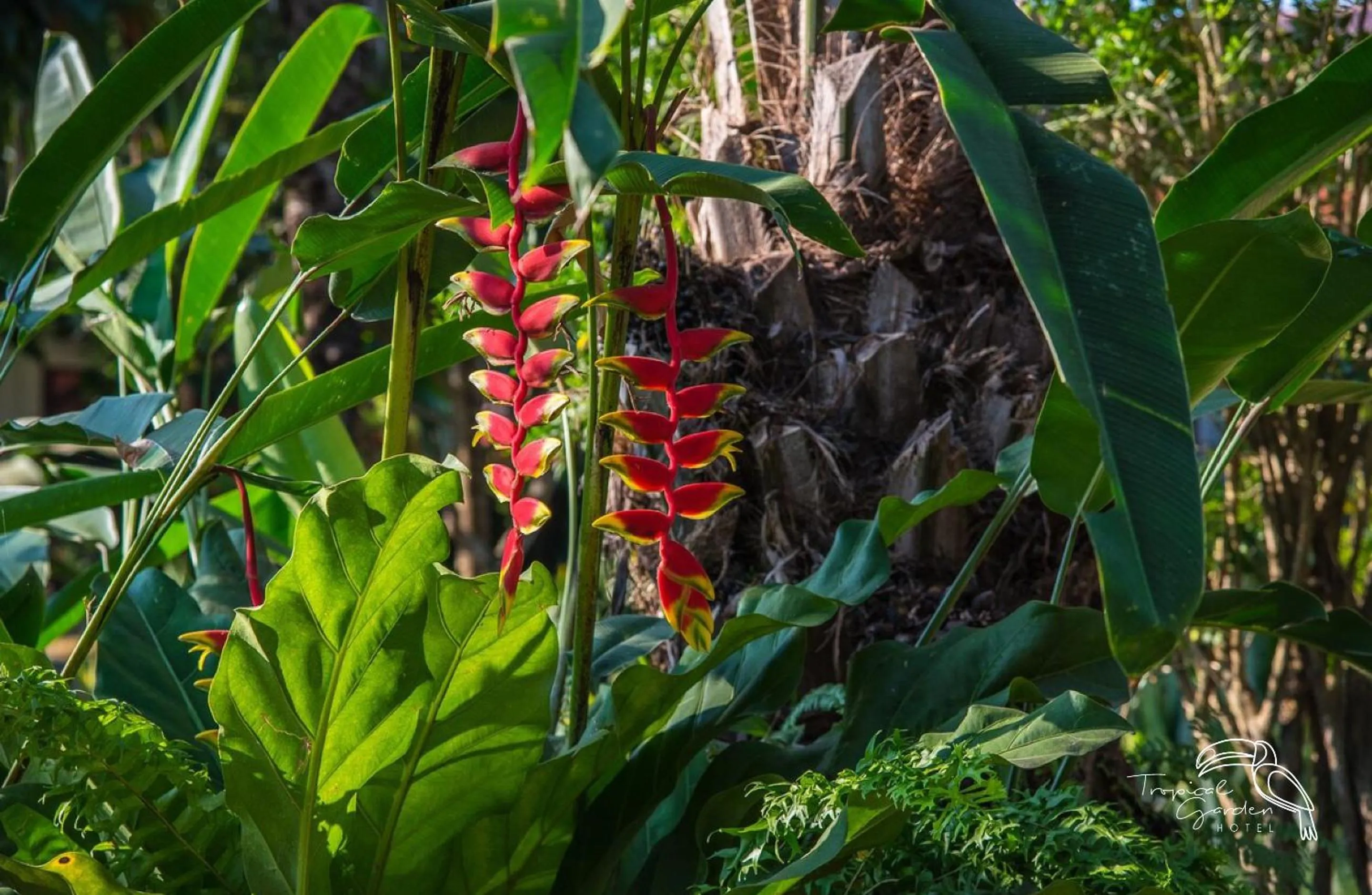 Garden in Tropical Garden Hotel