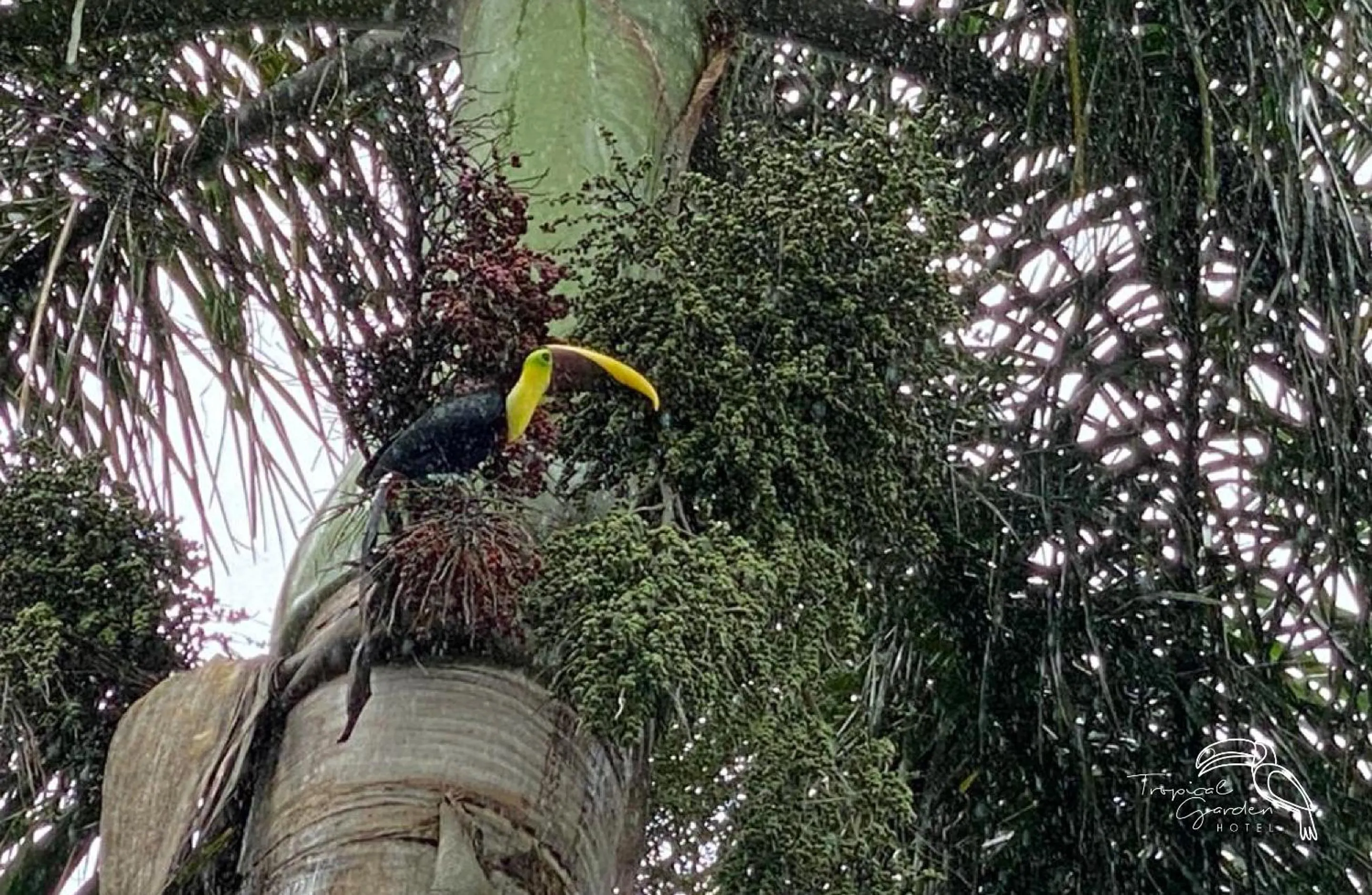 Garden in Tropical Garden Hotel