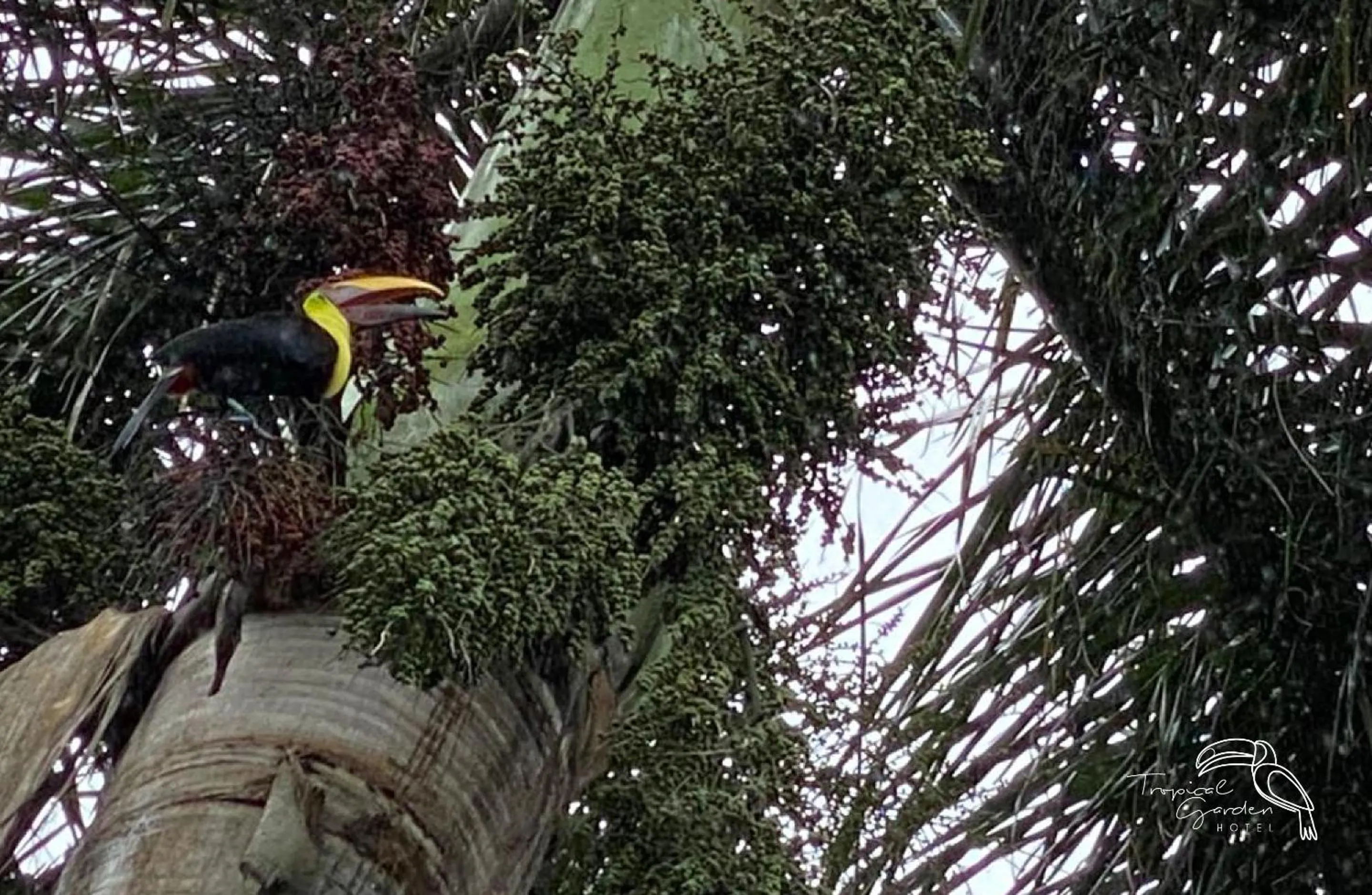 Garden in Tropical Garden Hotel