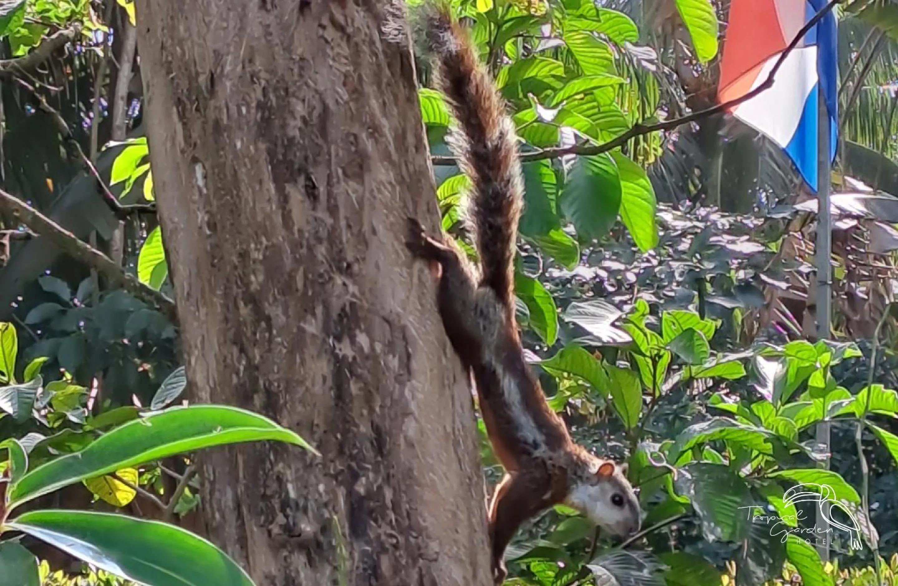 Garden in Tropical Garden Hotel
