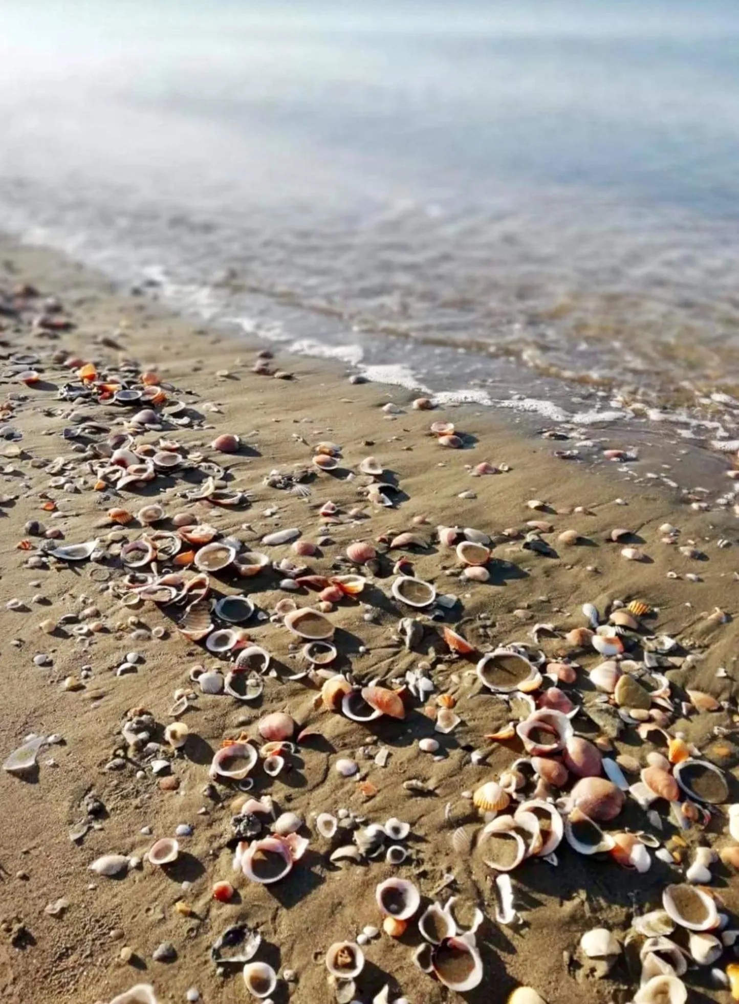 Beach in AzzurRomare Flat apartment