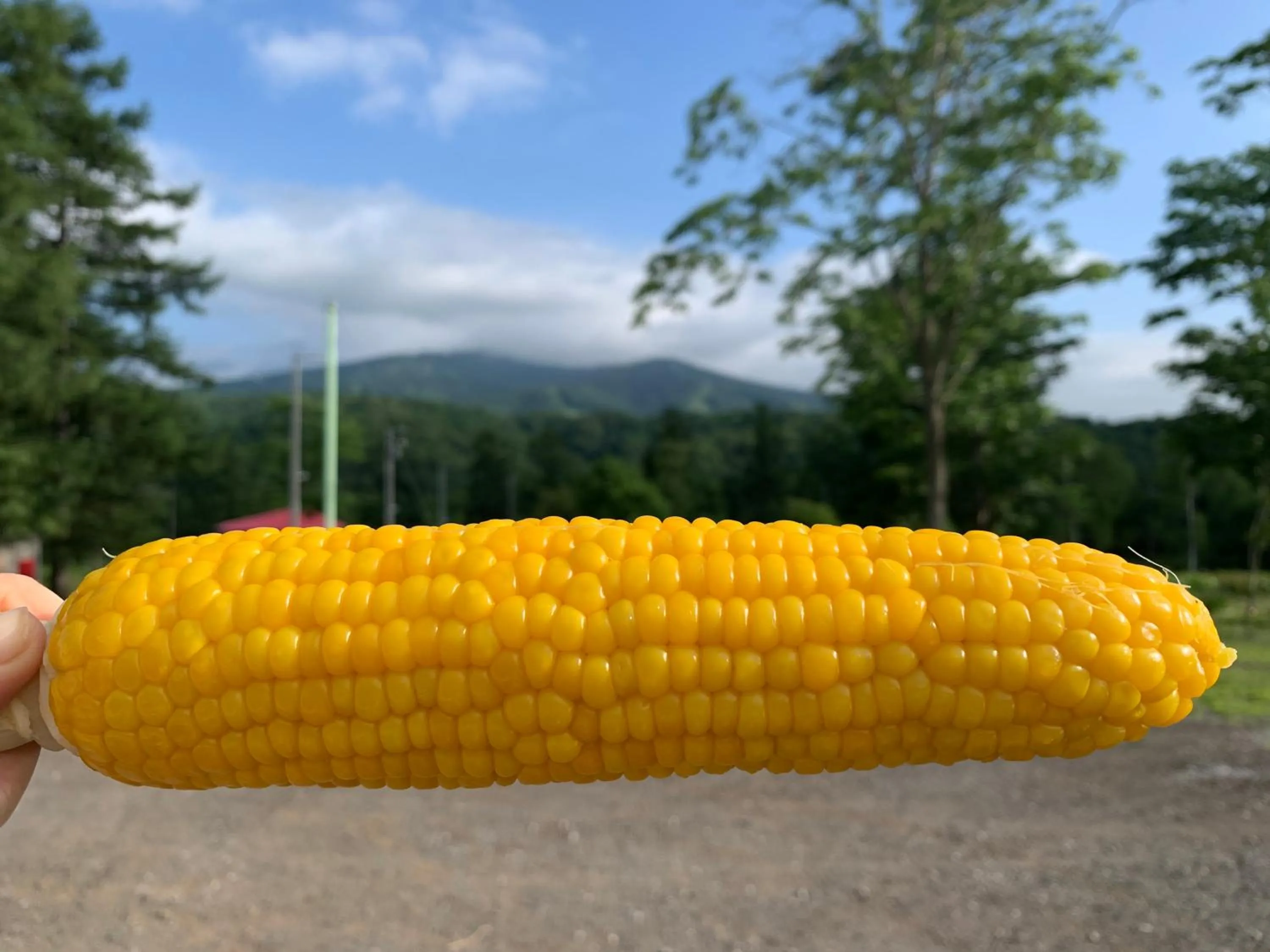 Summer in Lodge Romulus