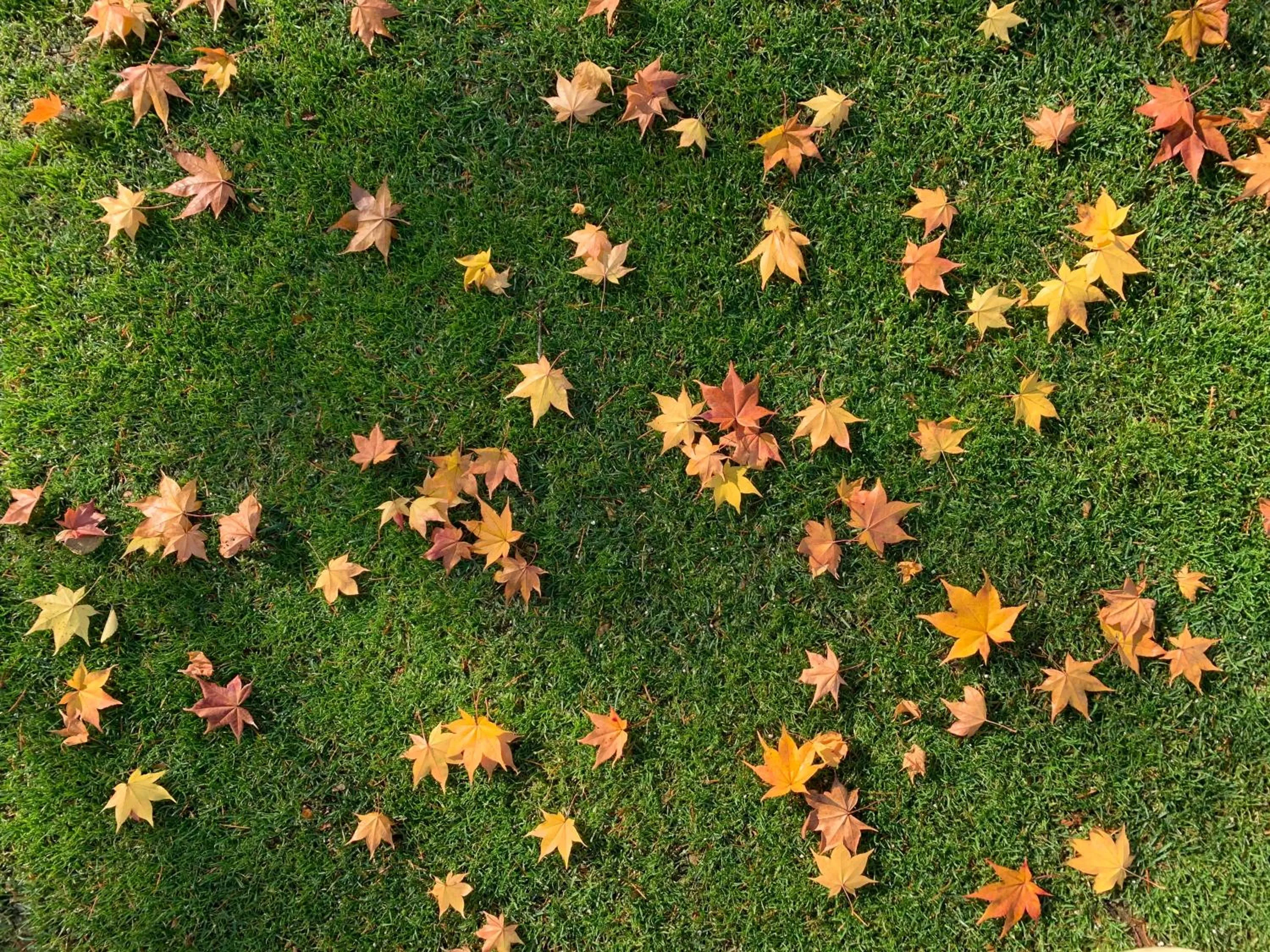 Autumn in Lodge Romulus