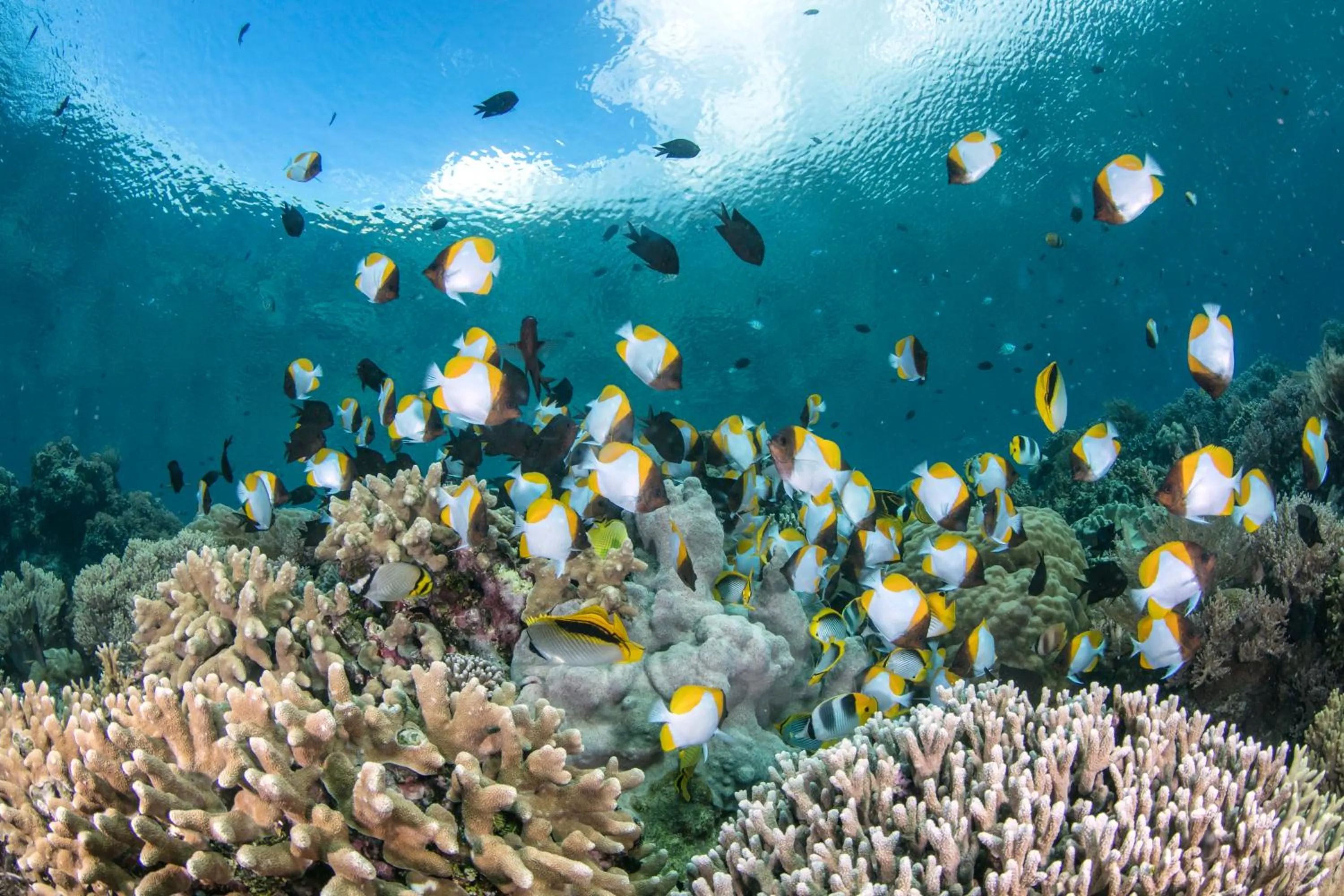 Diving in The Village Bunaken
