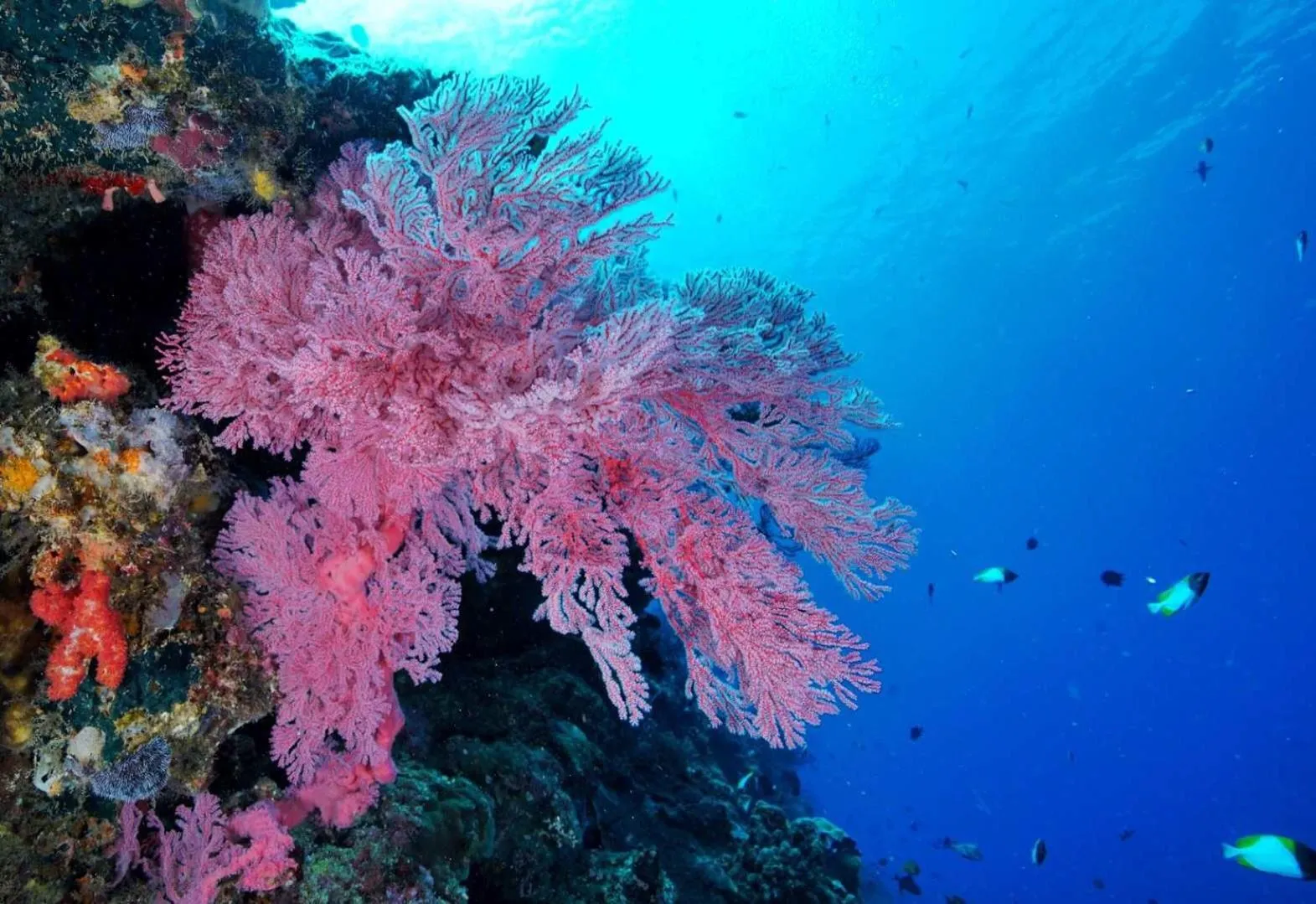 Activities in The Village Bunaken