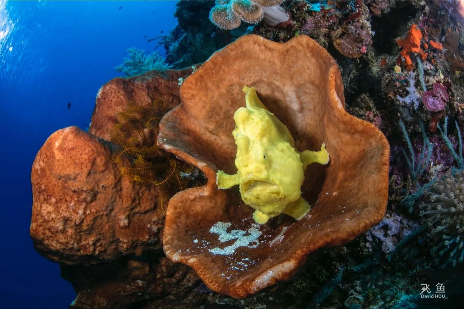 Diving in The Village Bunaken