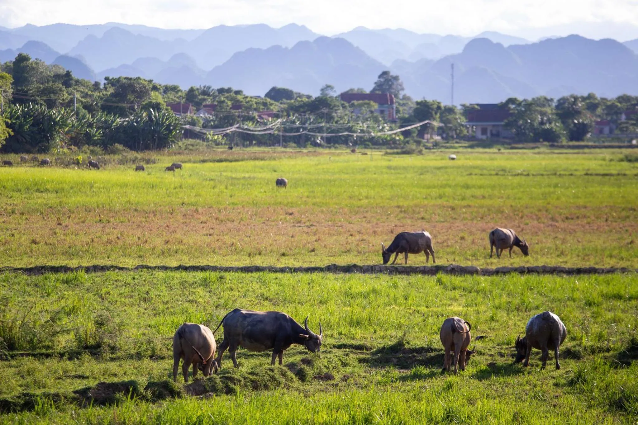 View (from property/room) in Phong Nha Farmstay