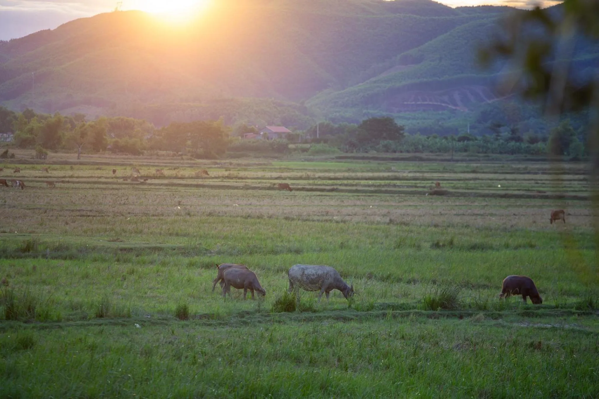 Mountain view in Phong Nha Farmstay