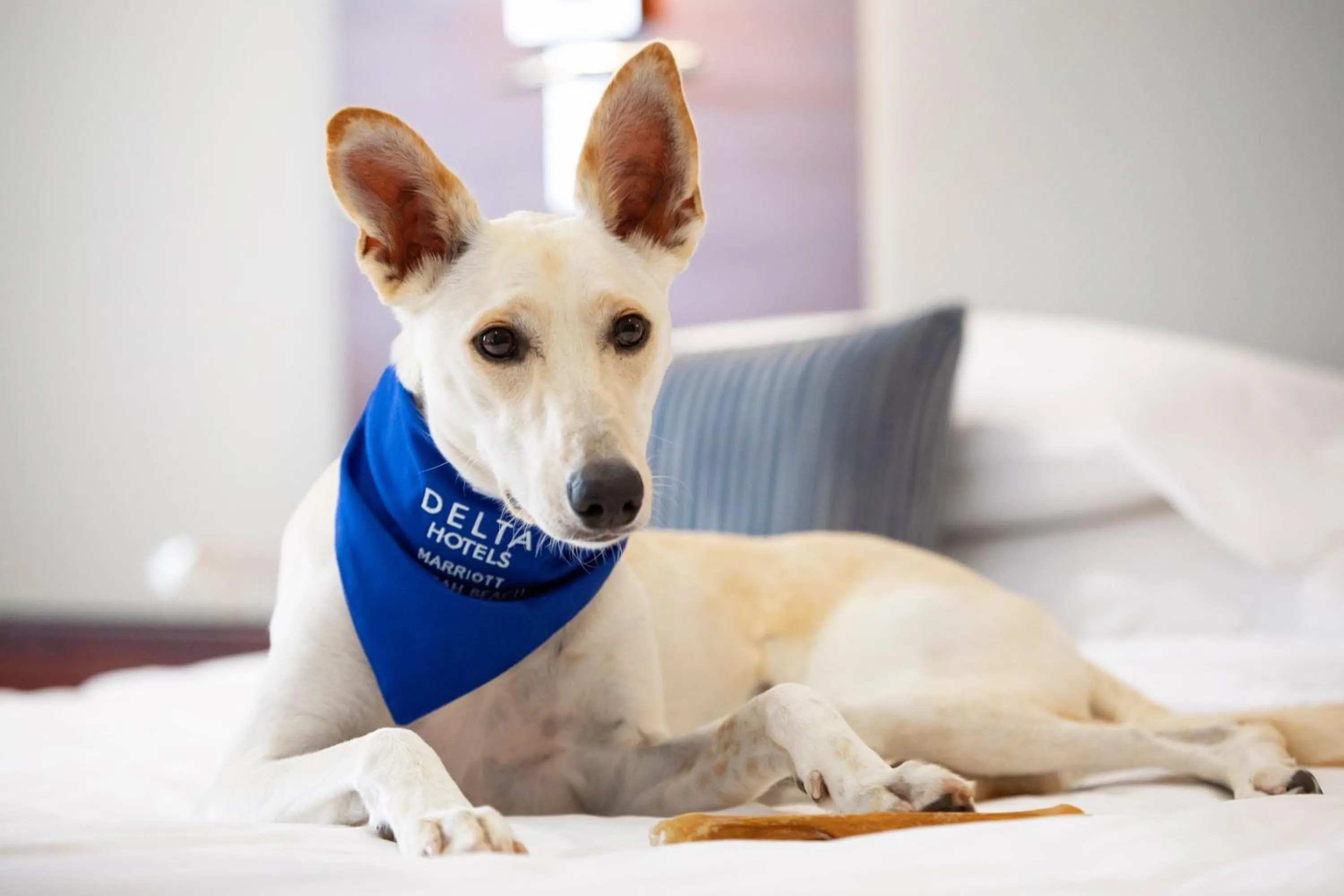 Other in Delta Hotels by Marriott Jumeirah Beach, Dubai