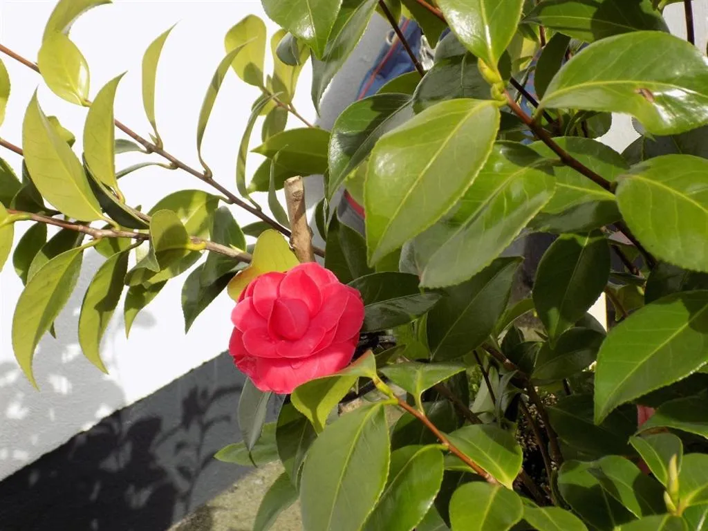 Other in Flynns of Termonfeckin Boutique Hotel