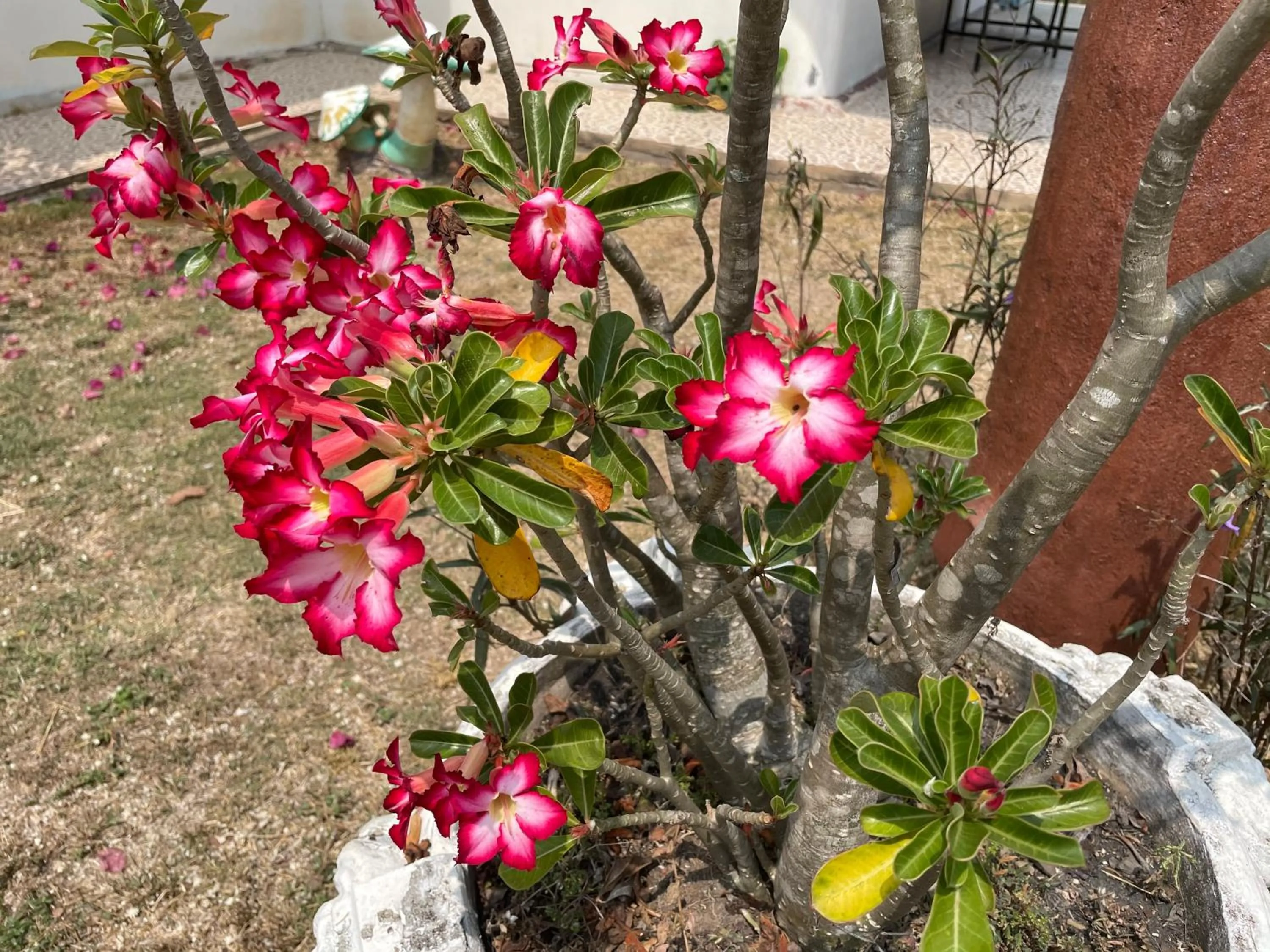 Garden in นาหินลาดรีสอร์ท Nahinlad Resort