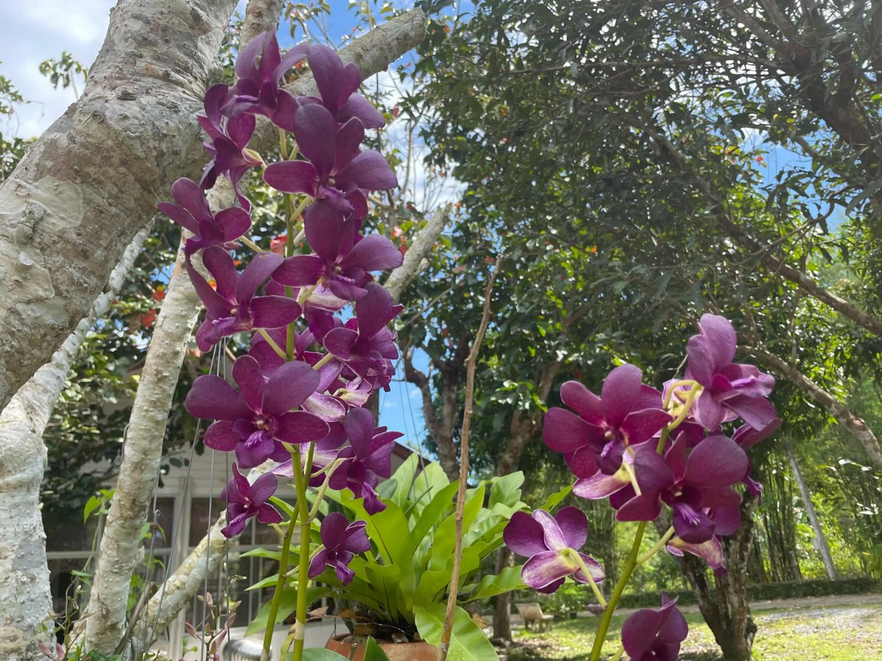 Garden in นาหินลาดรีสอร์ท Nahinlad Resort