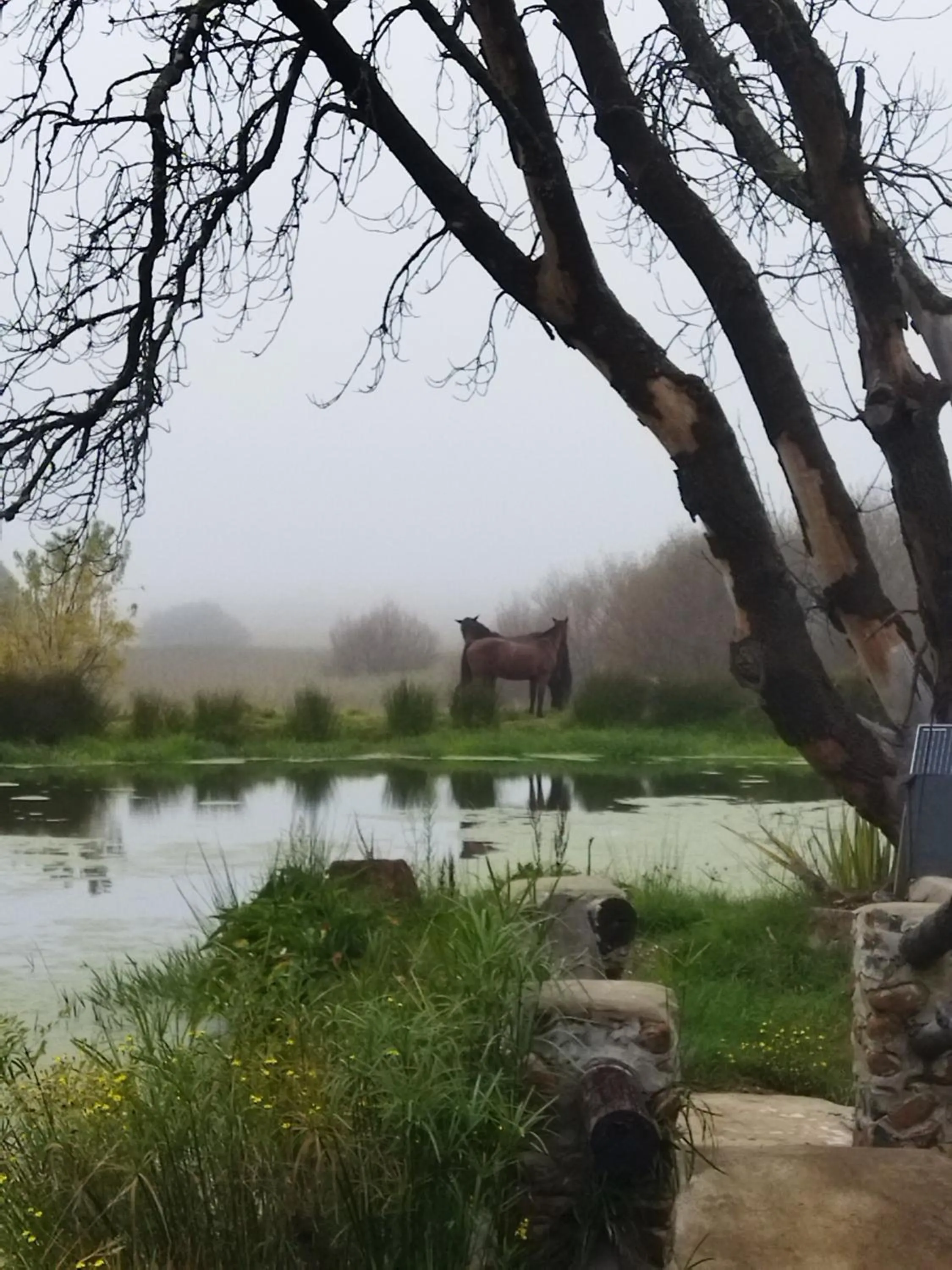 Natural landscape in Flitwick Ranch
