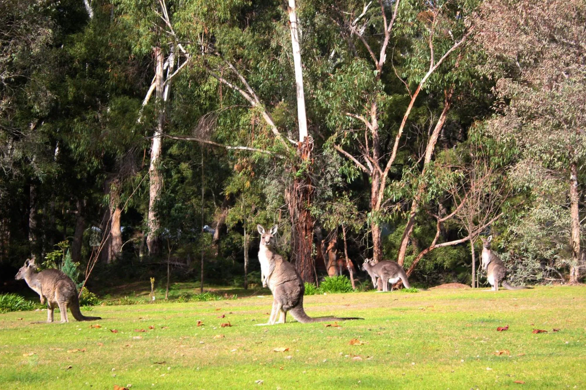 Garden in Marwood Villas