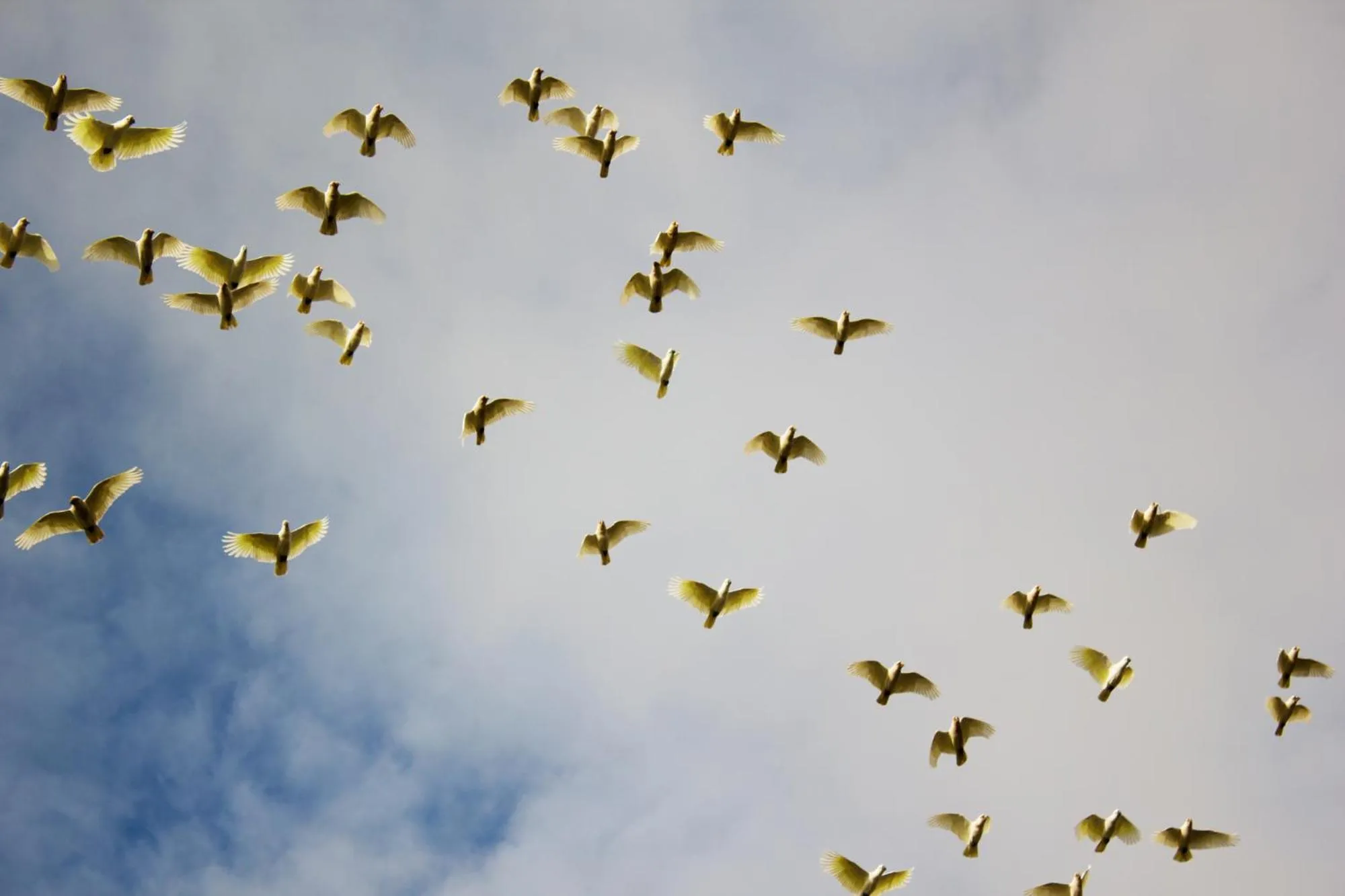 Animals in Marwood Villas