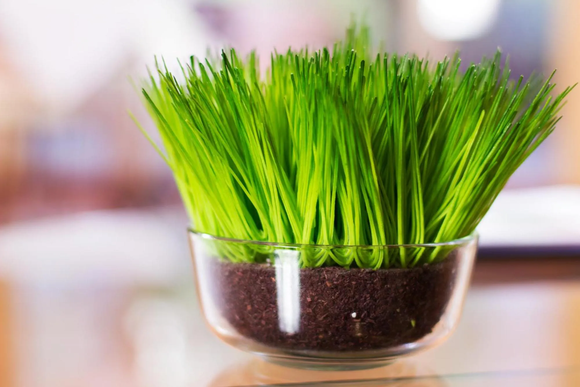 Decorative detail in Marwood Villas