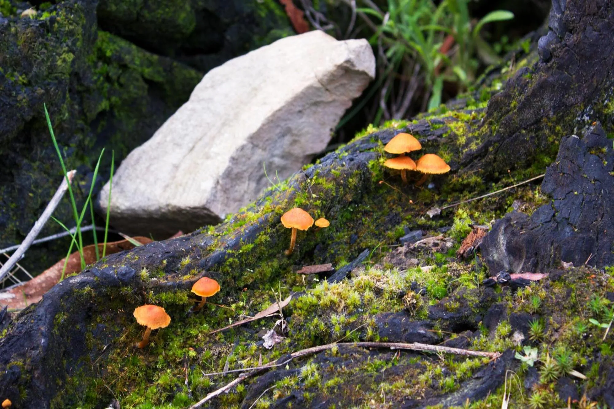 Natural landscape in Marwood Villas