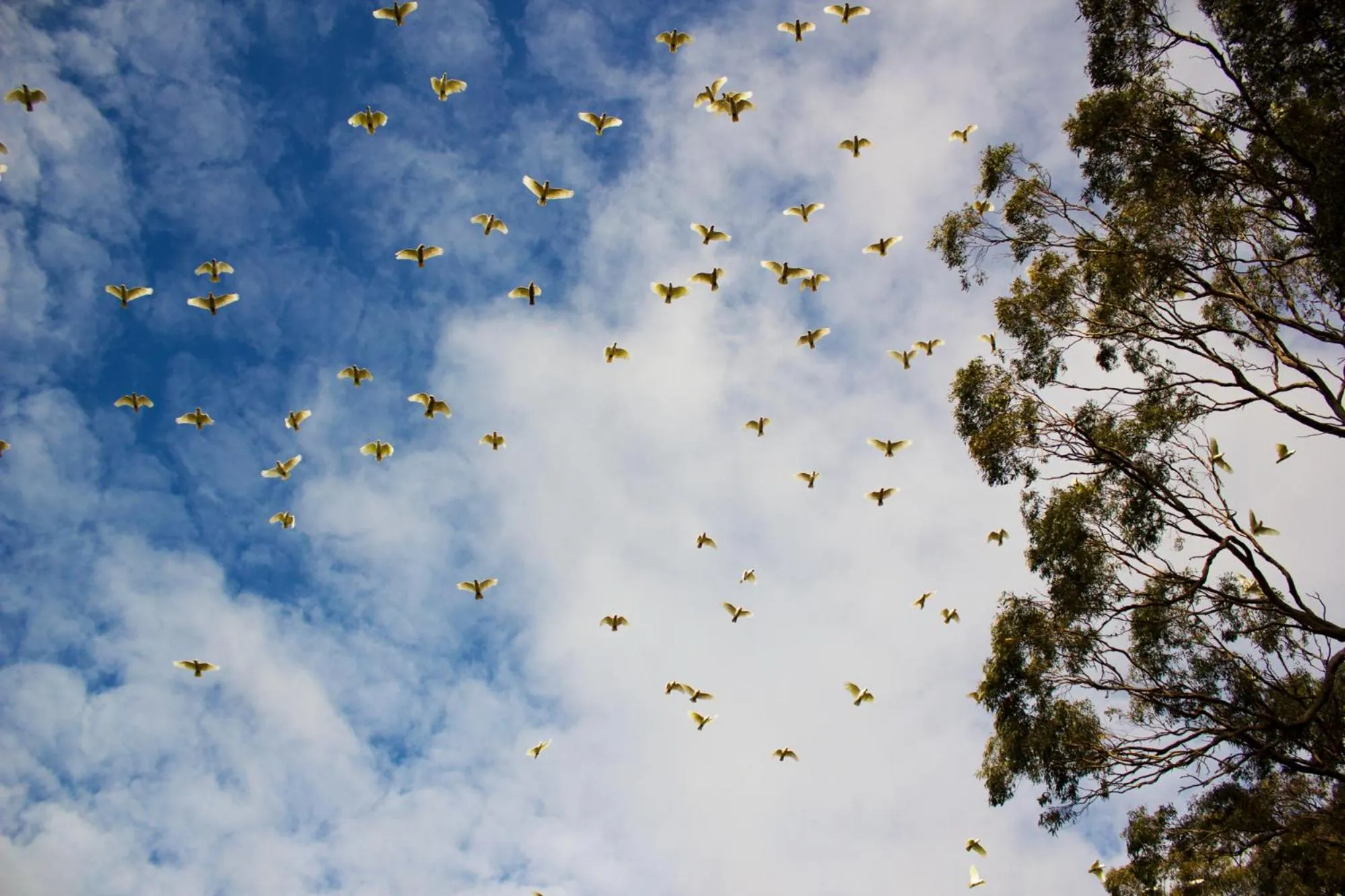 Animals in Marwood Villas