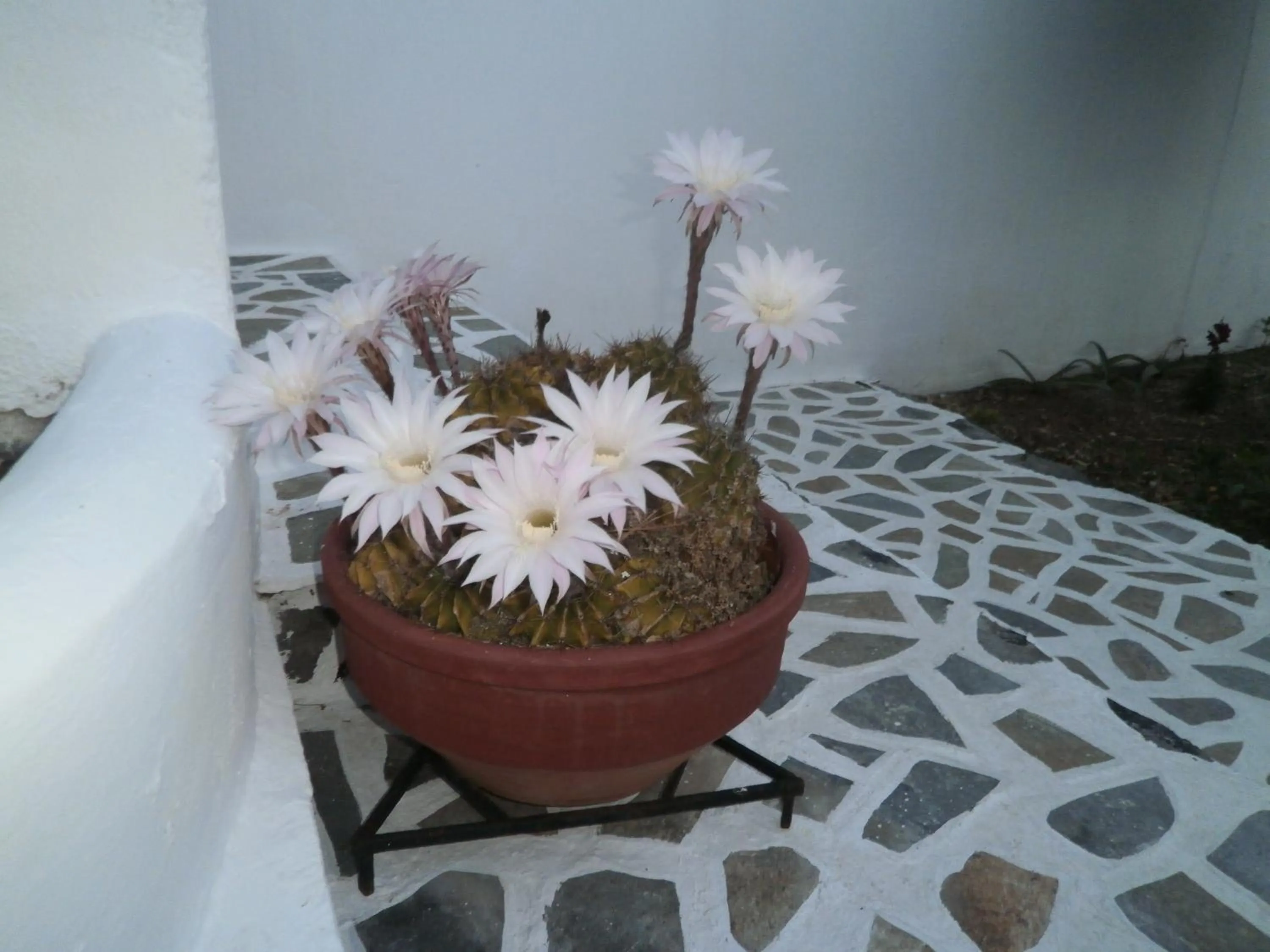 Decorative detail in Villa Ostria