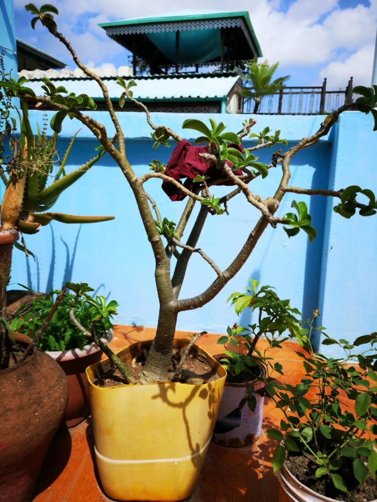 Garden in Bottoms Up