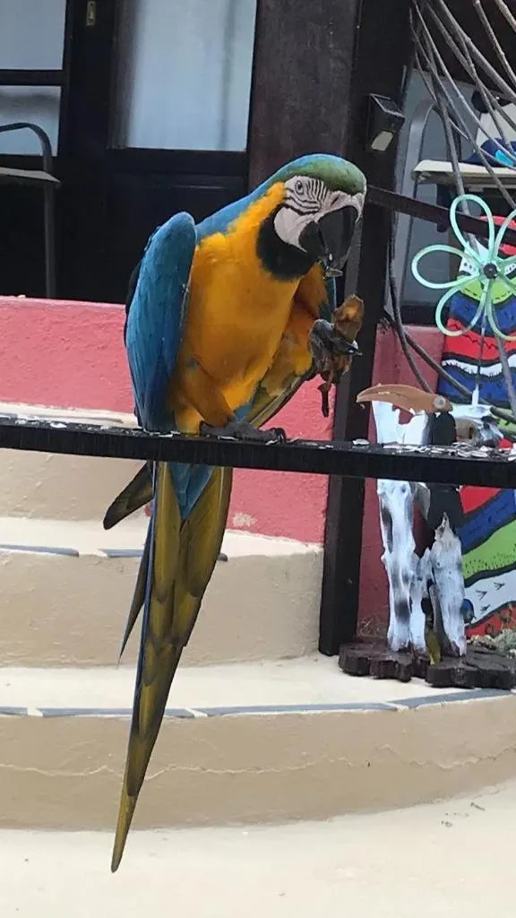 Pets in Massai Apartments