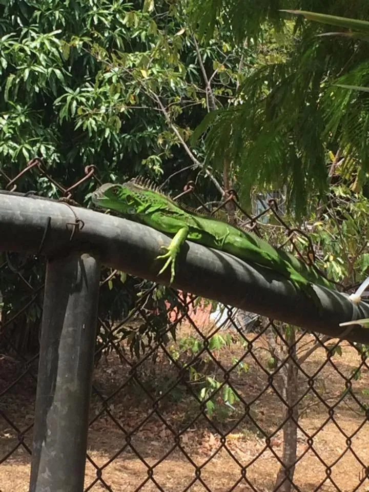 Pets in Massai Apartments