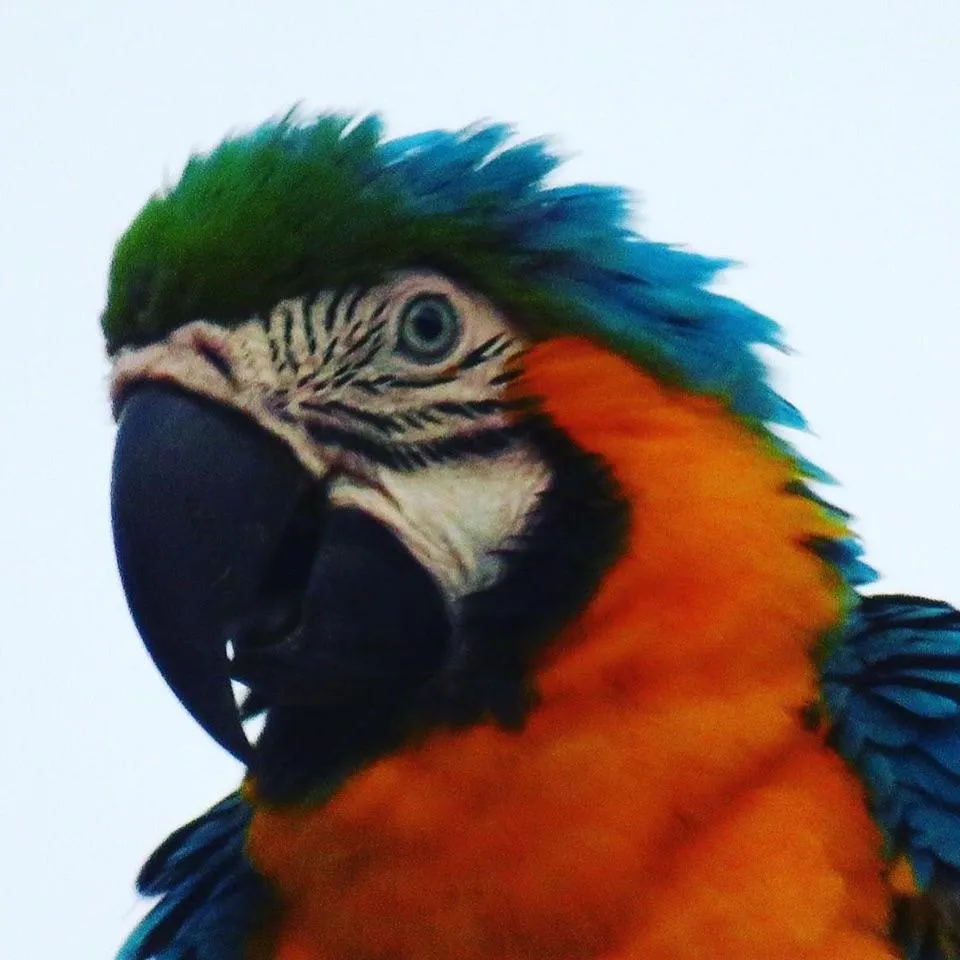 Pets in Massai Apartments