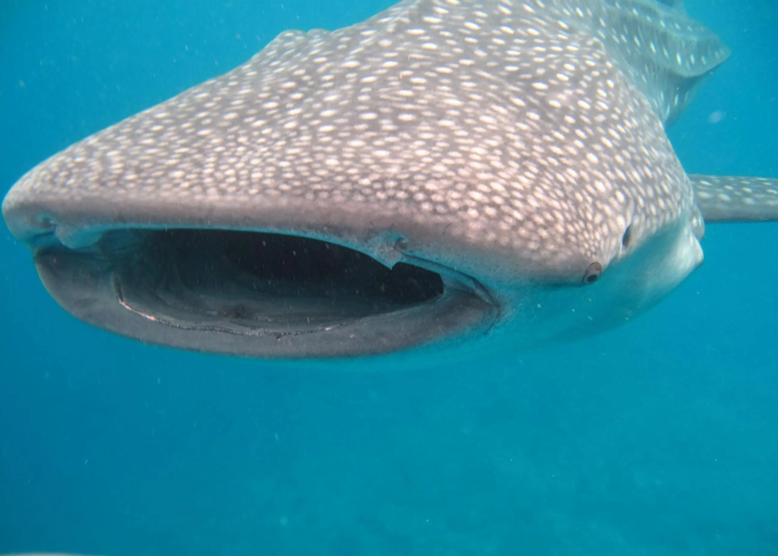 Snorkeling in Stingray Beach Inn