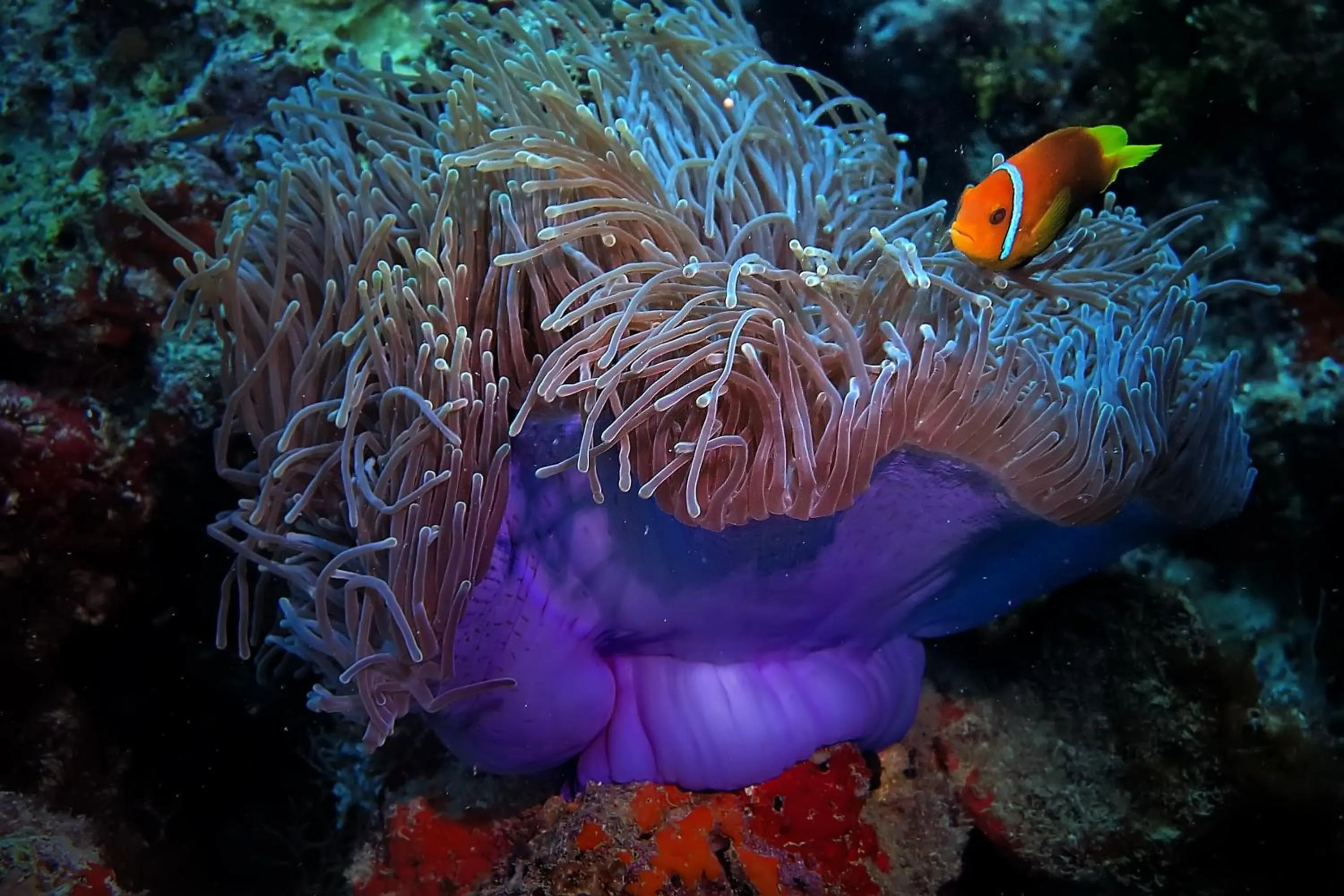 Snorkeling in Stingray Beach Inn