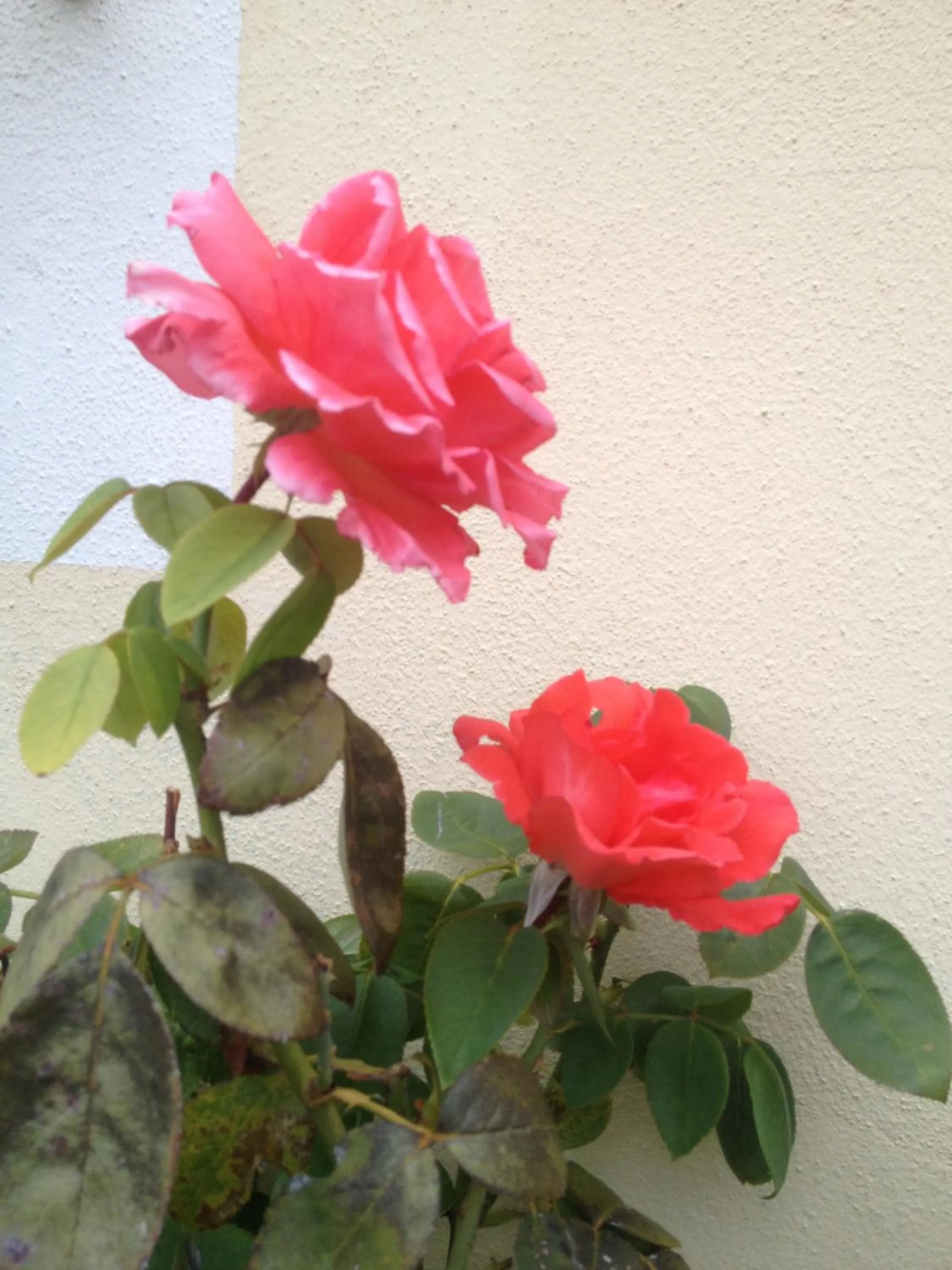 Garden in Casa Marcè a "Sonno"