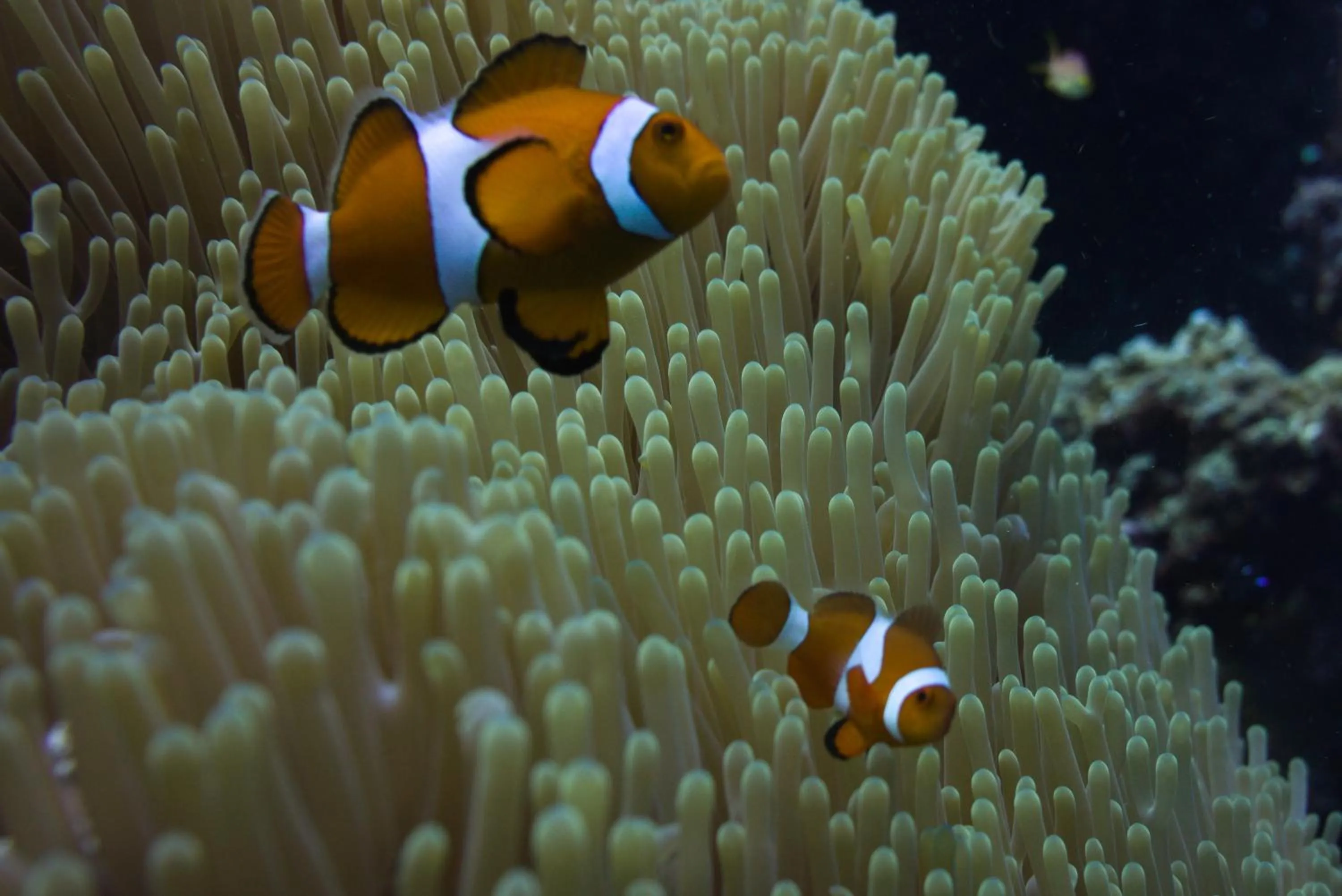 Activities in Nautilus Hostel & Hammocks