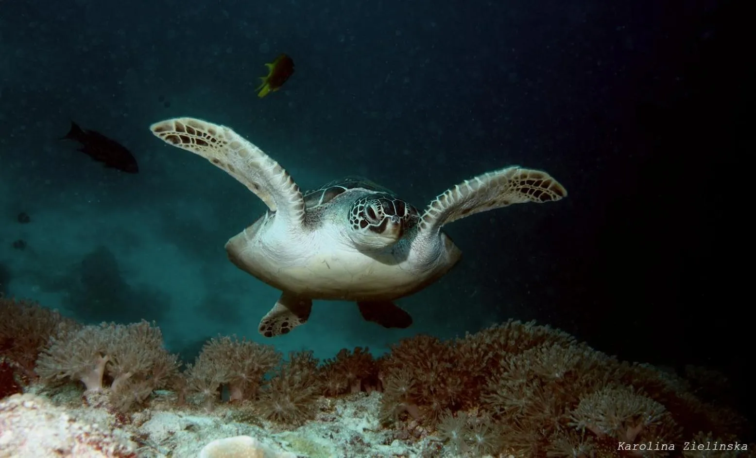 Activities in Nautilus Hostel & Hammocks