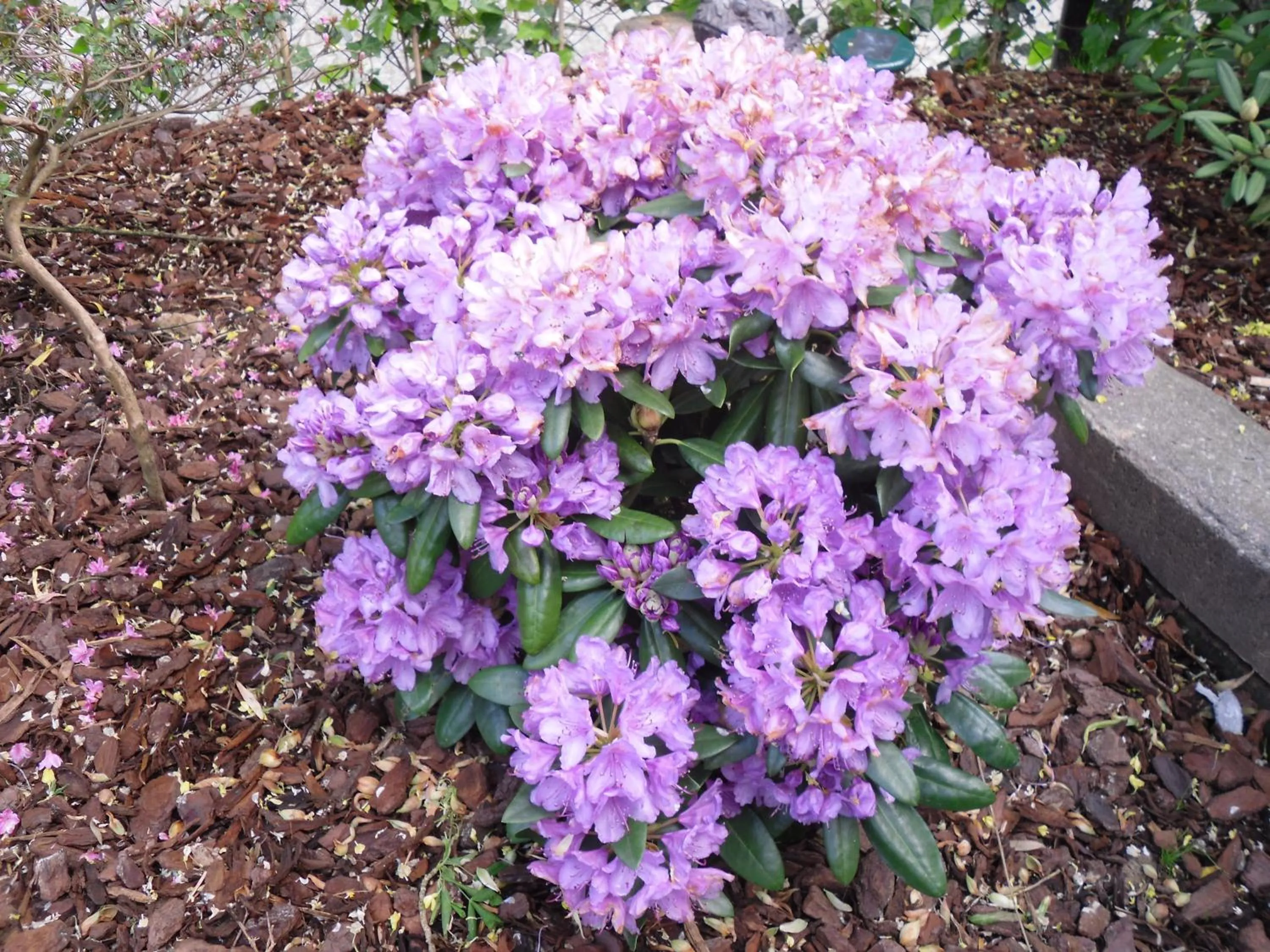 Garden view in Rene's B&B