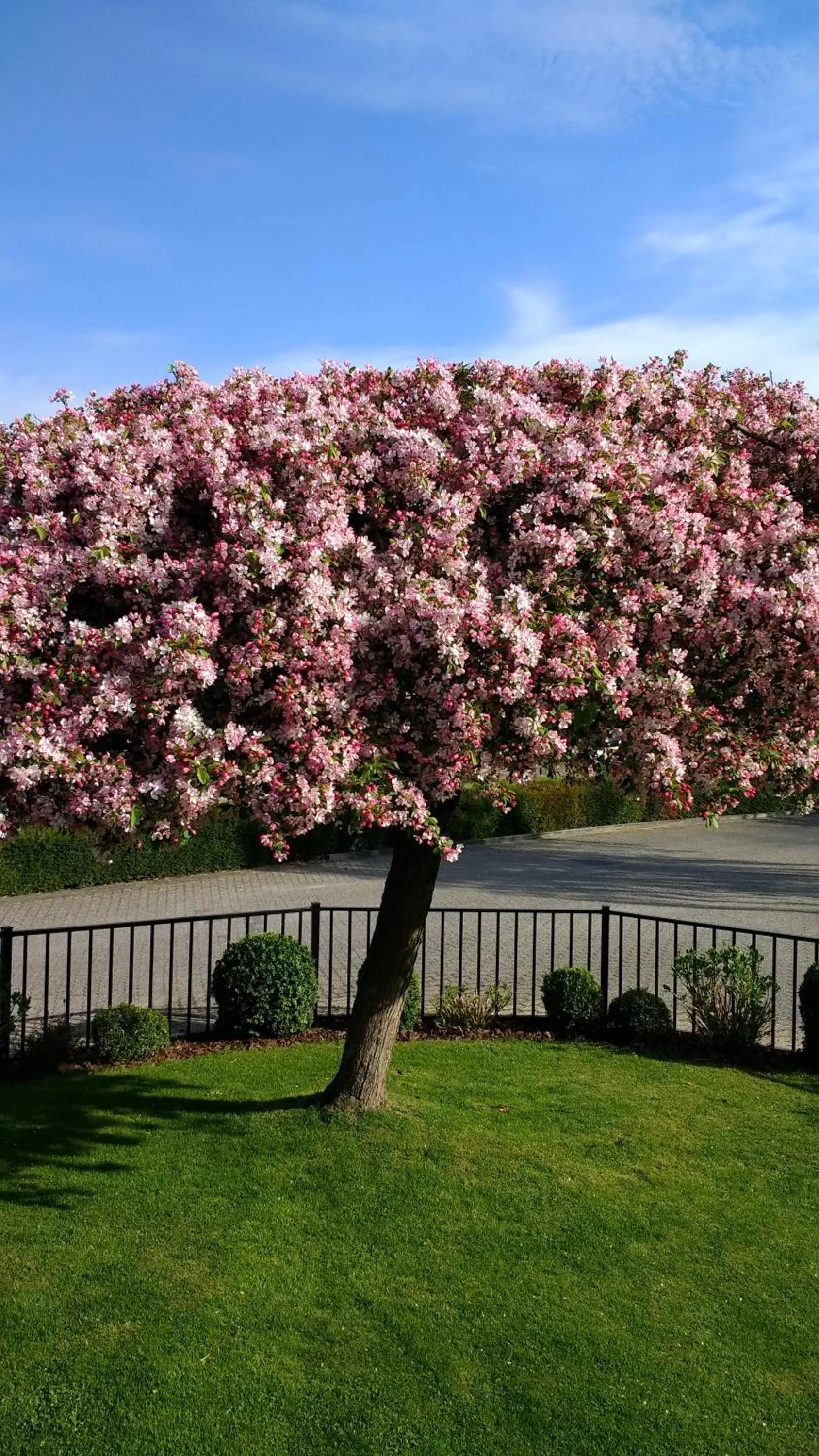 Garden in Rene's B&B