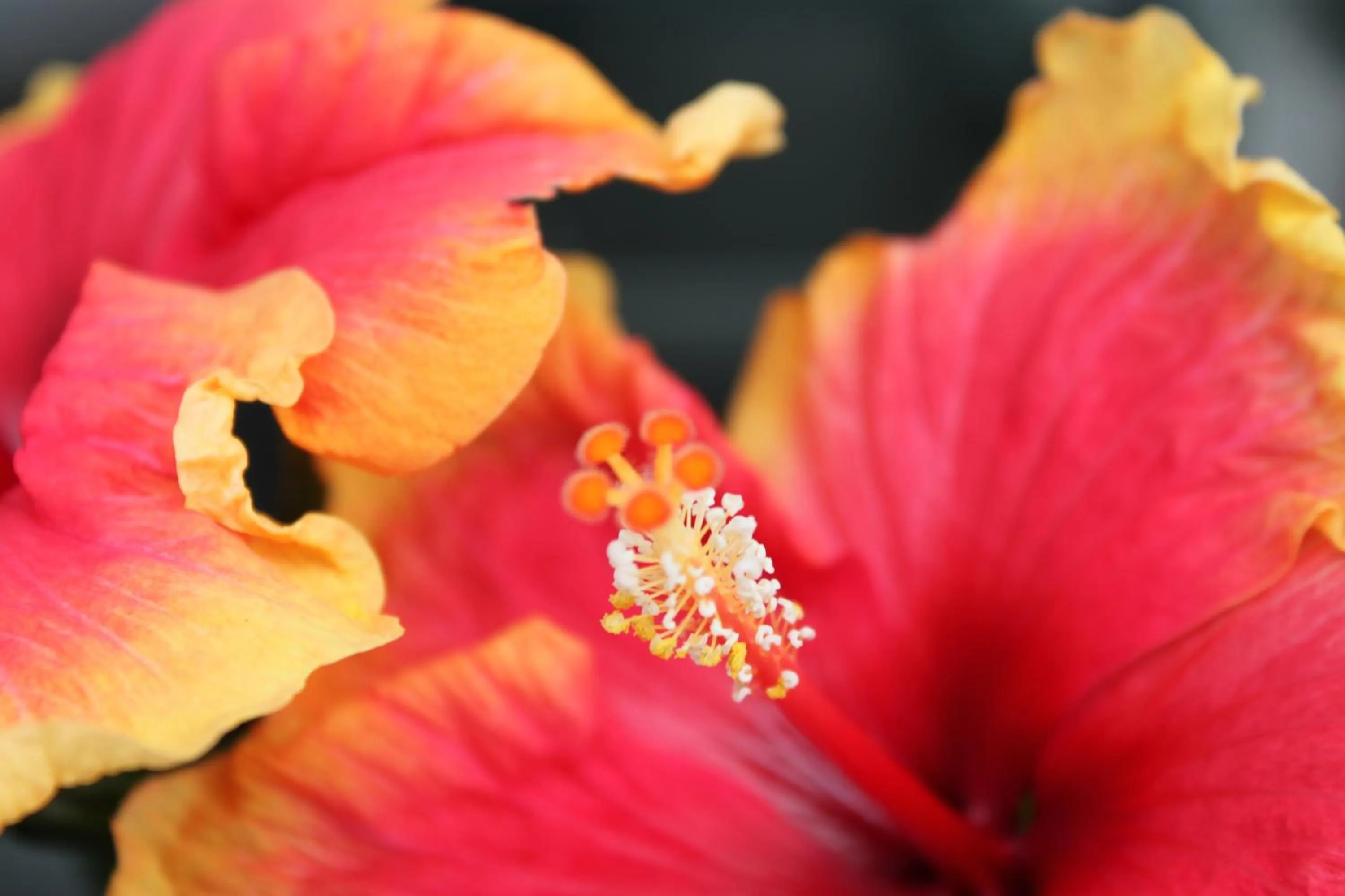 Garden in Rene's B&B