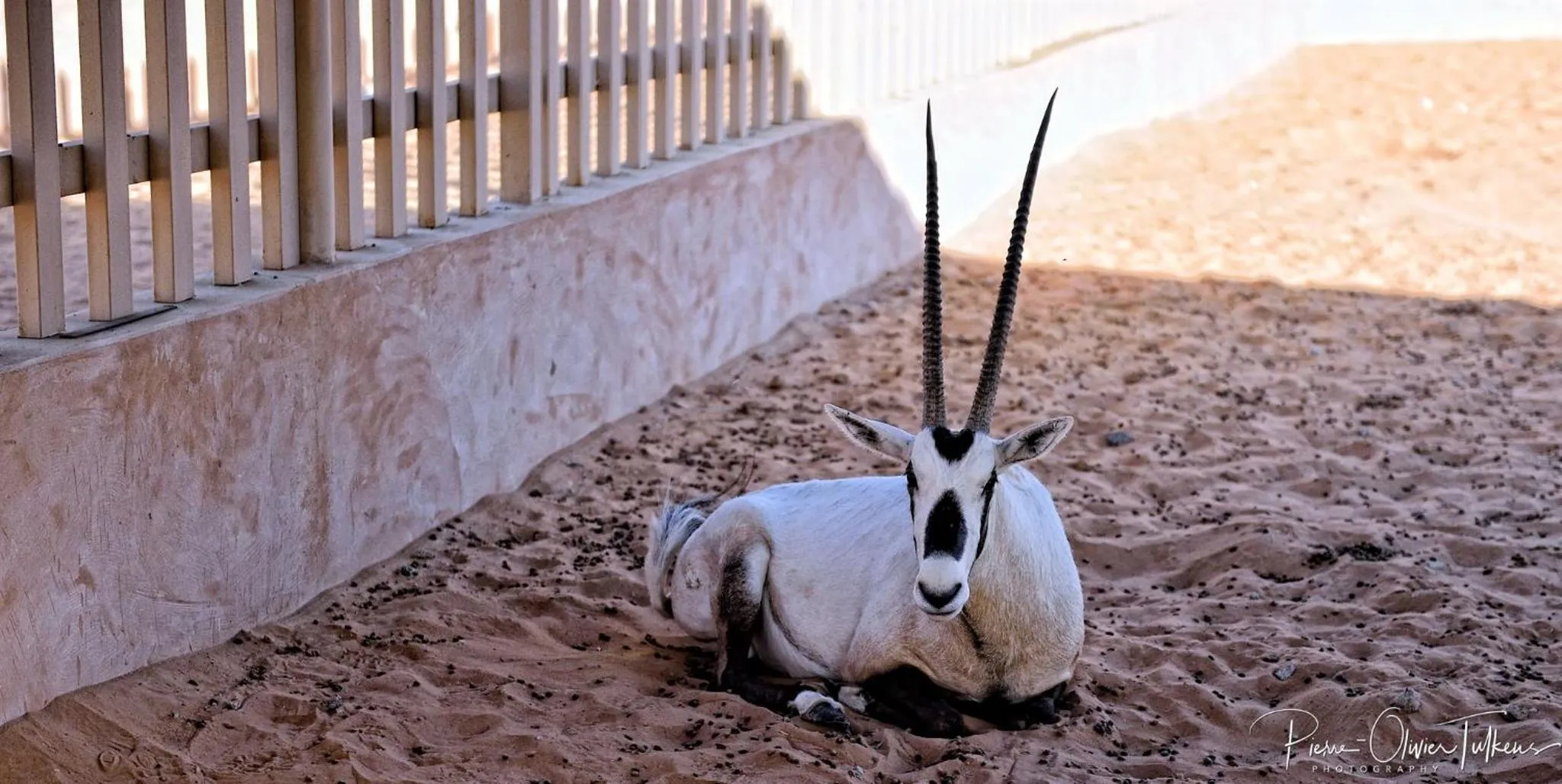 Animals in Arabian Oryx Camp