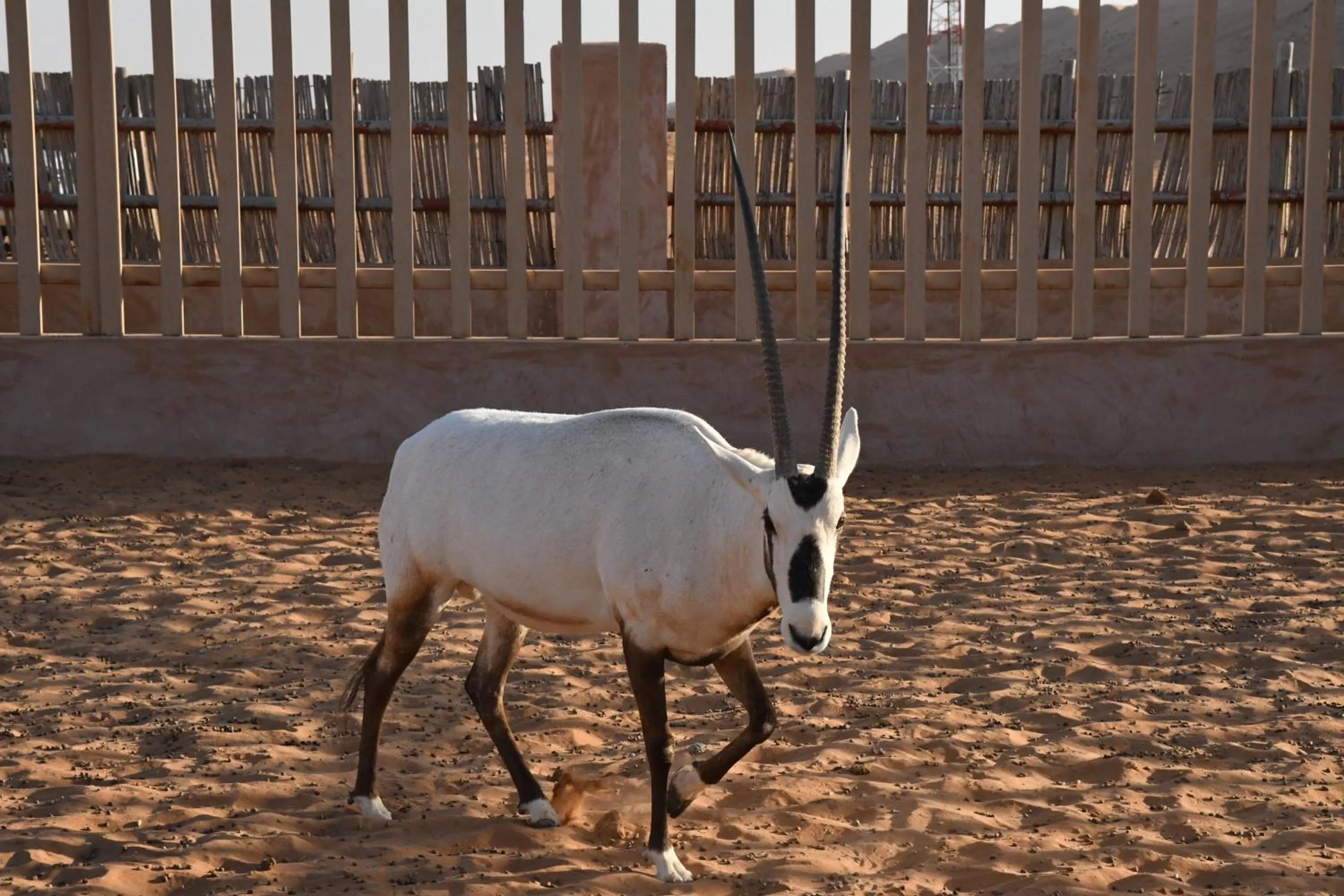 Animals in Arabian Oryx Camp