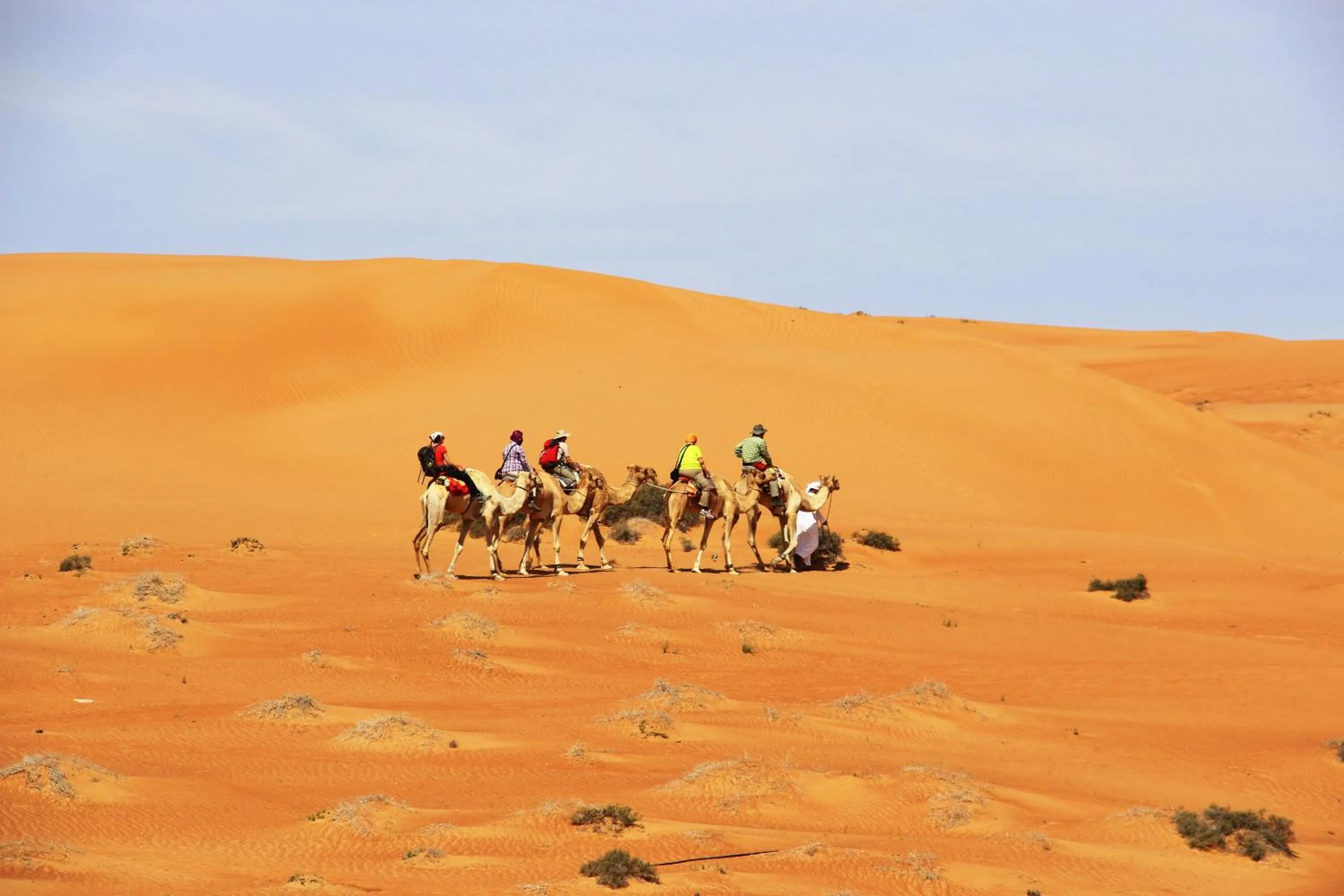Animals in Arabian Oryx Camp
